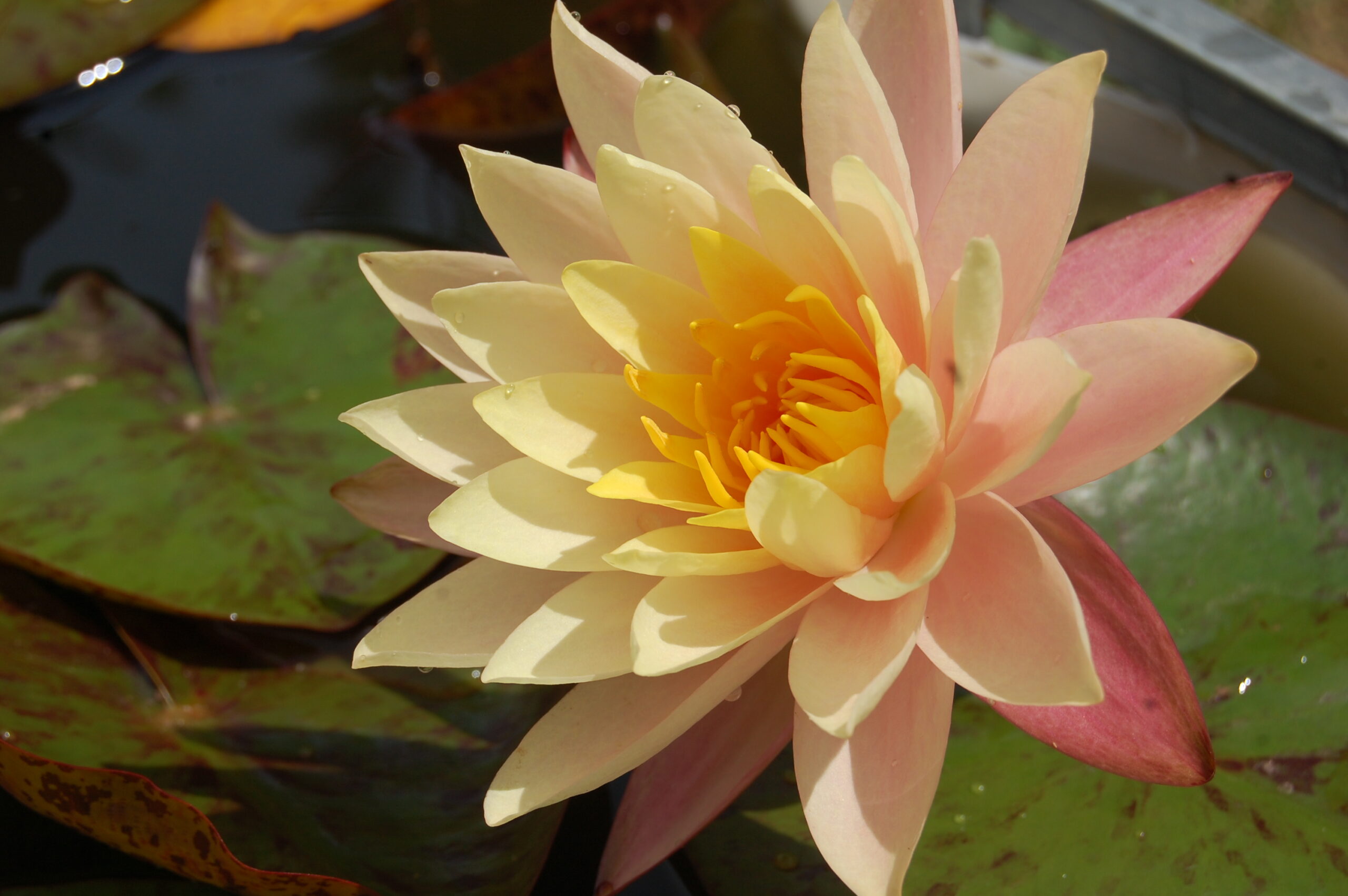 acheter nymphaea Nathalie for sale buy on line (24)