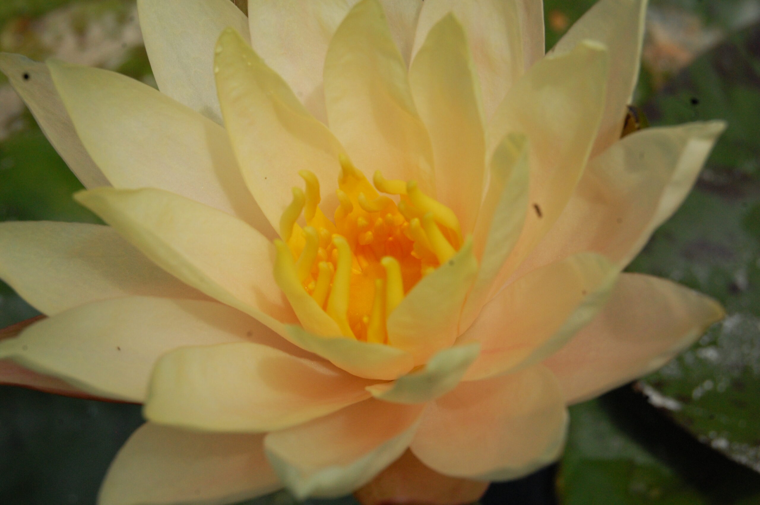 acheter nymphaea Nathalie for sale buy on line (44)