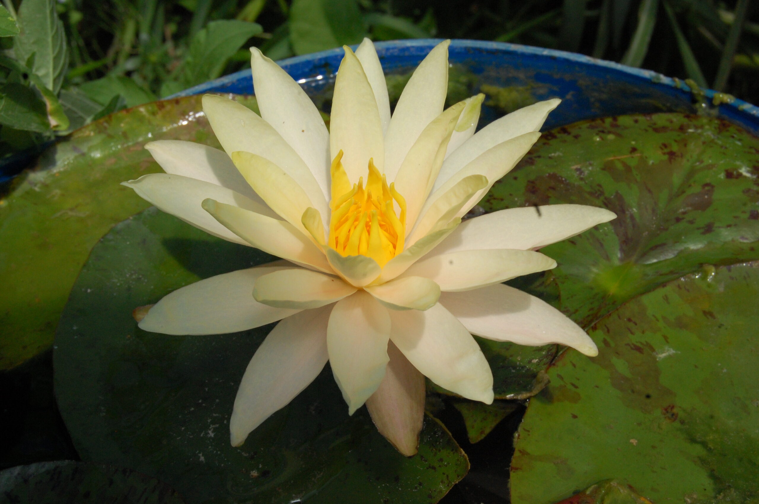 acheter nymphaea Nathalie for sale buy on line (45)
