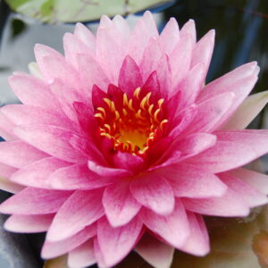 acheter nymphaea Nattamon for sale buy on line (1)