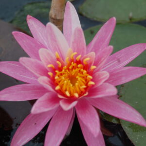 acheter nymphaea Nelly for sale buy on line (12)