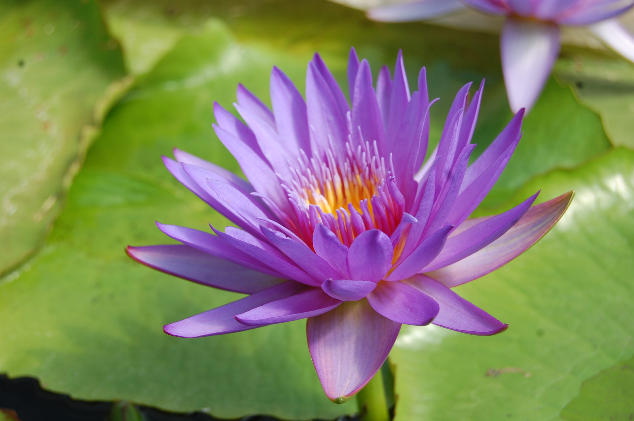 acheter nymphaea Noé for sale buy on line (1)