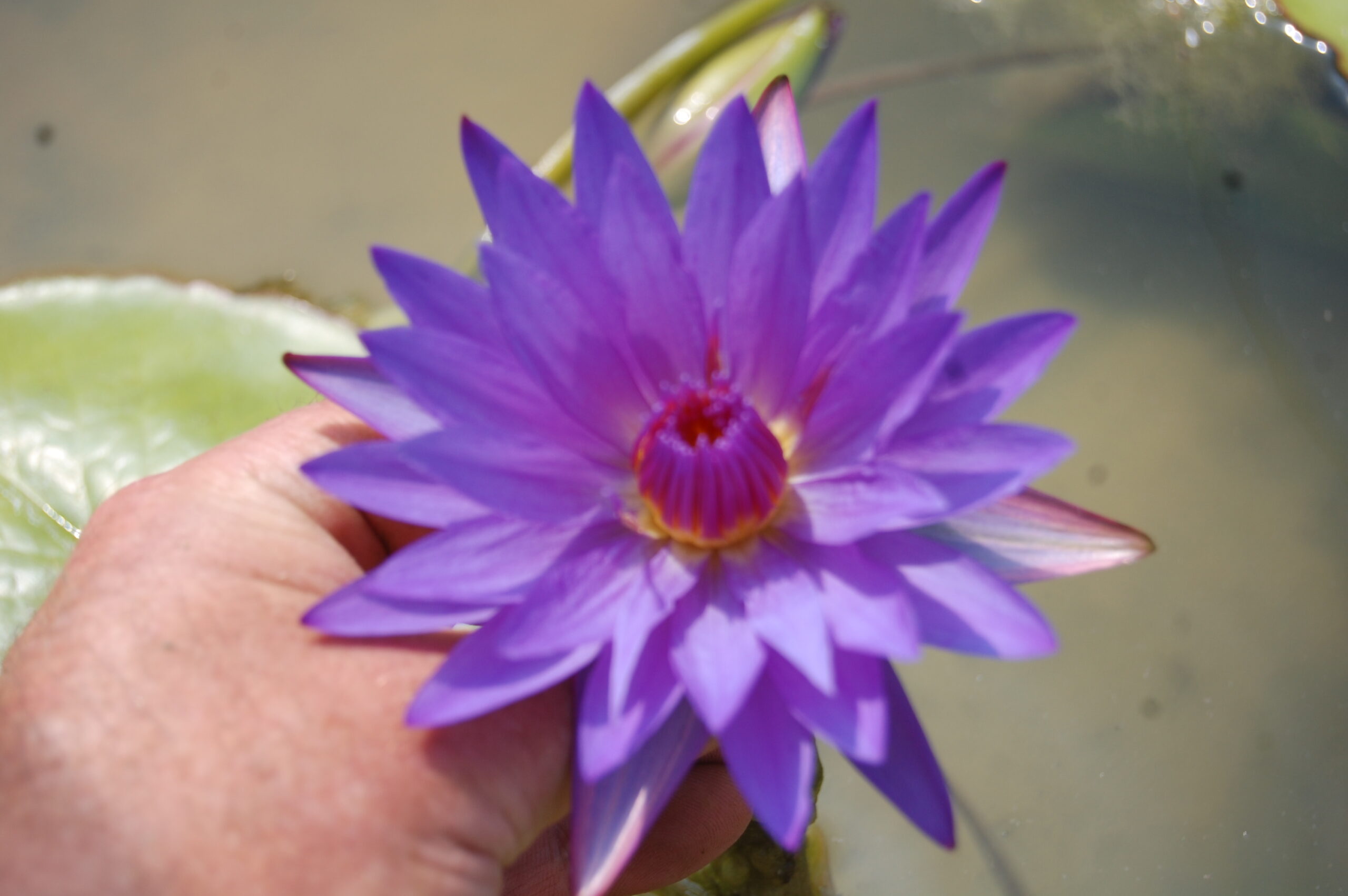 acheter nymphaea Noé for sale buy on line (17)