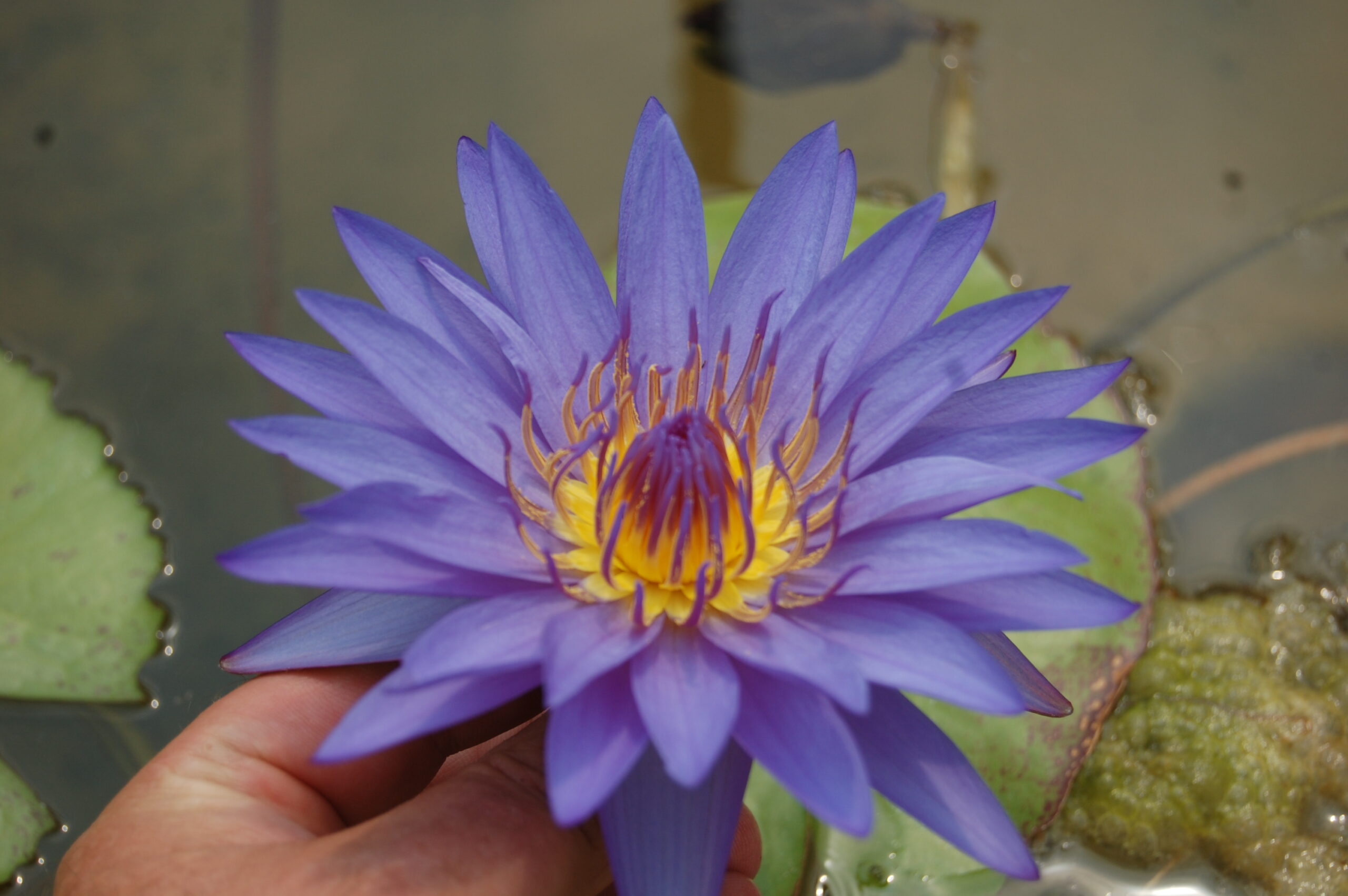 acheter nymphaea Noé for sale buy on line (25)