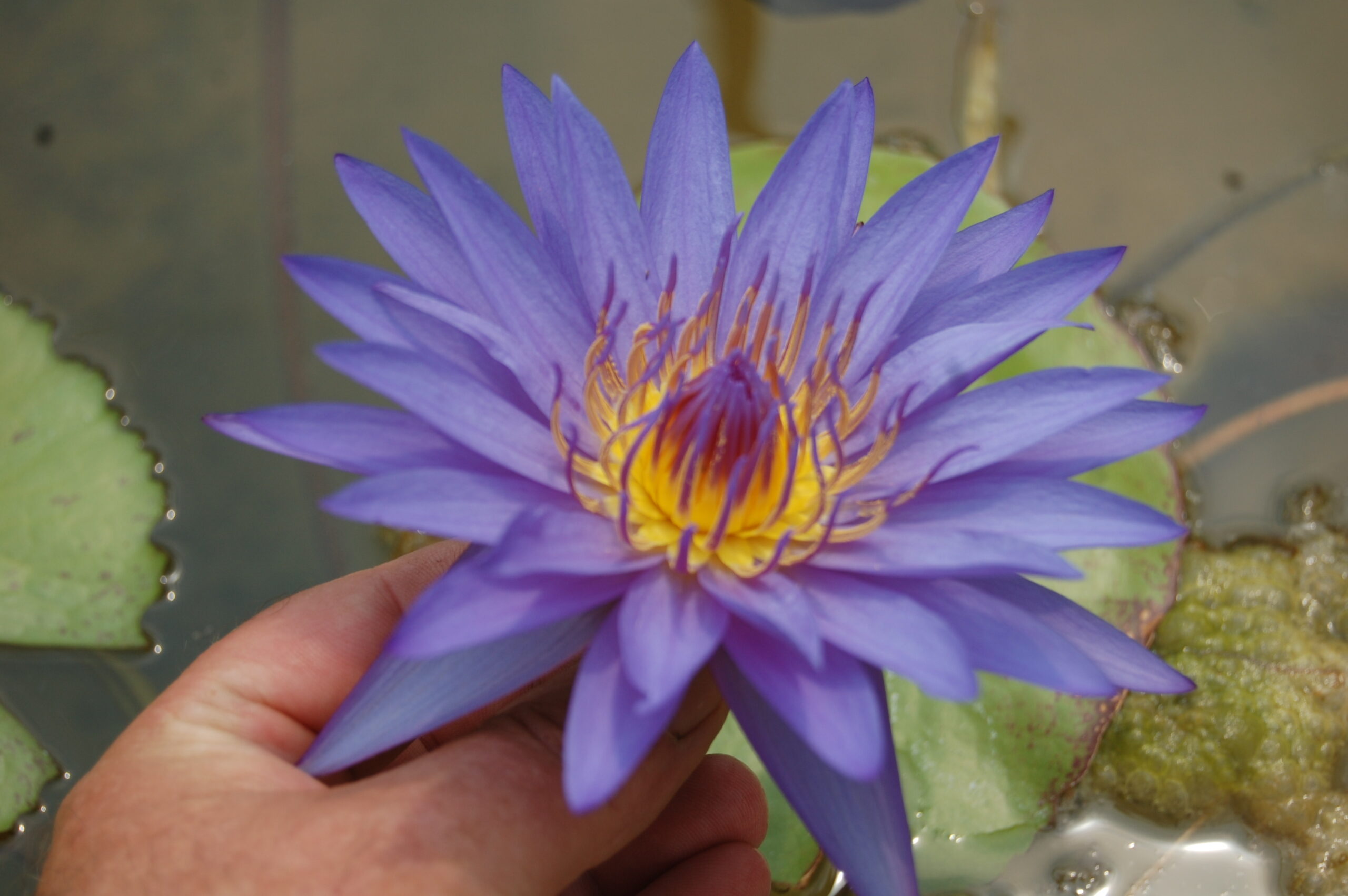 acheter nymphaea Noé for sale buy on line (27)