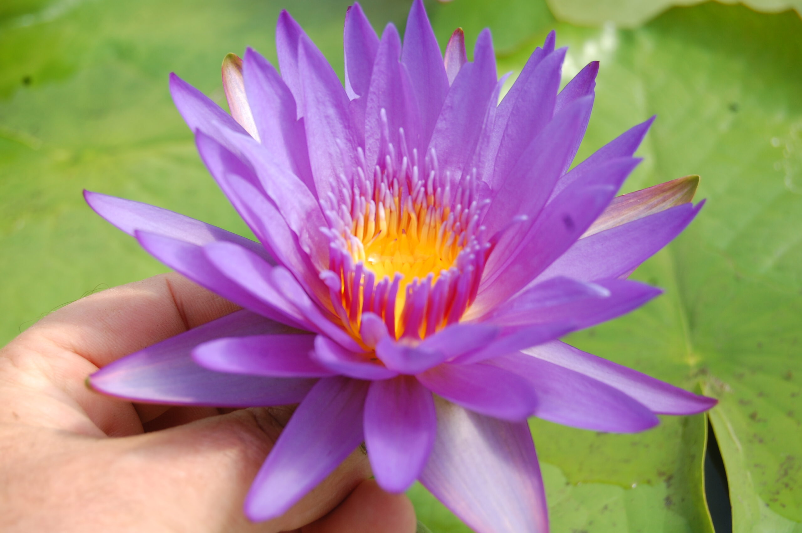 acheter nymphaea Noé for sale buy on line (3)