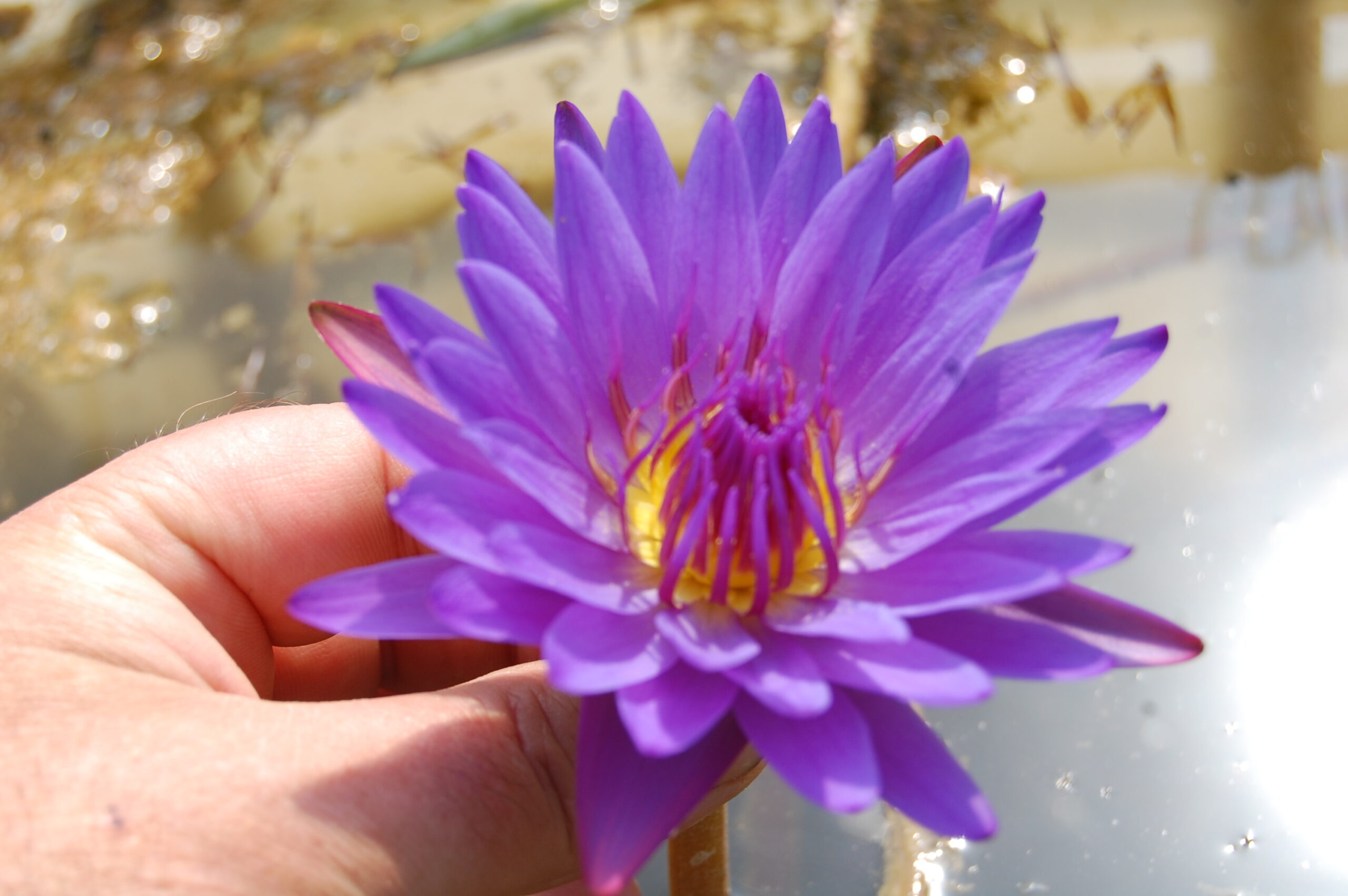 acheter nymphaea Noé for sale buy on line (34)