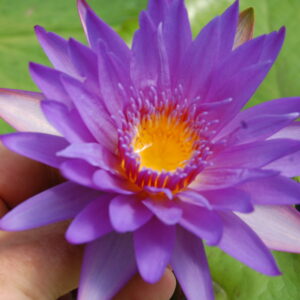 acheter nymphaea Noé for sale buy on line (7)