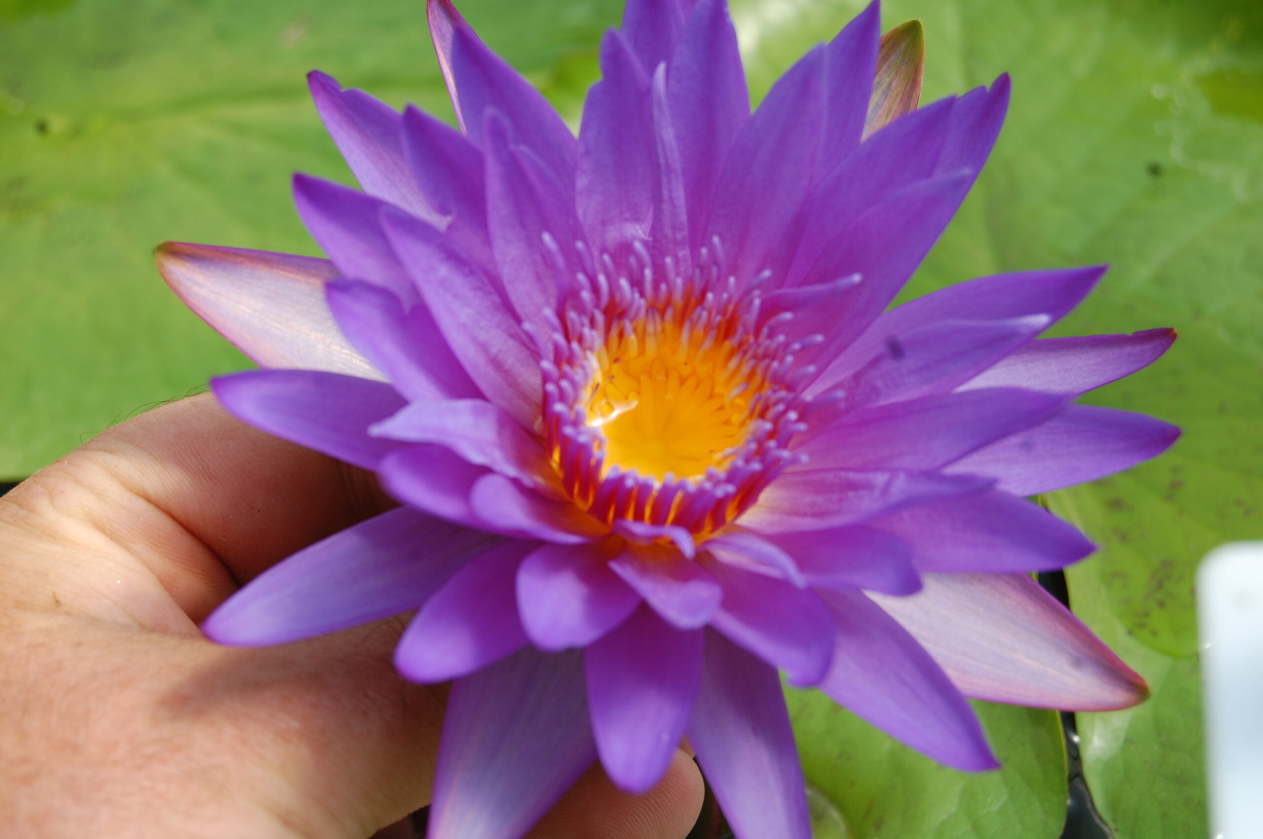 acheter nymphaea Noé for sale buy on line (7)