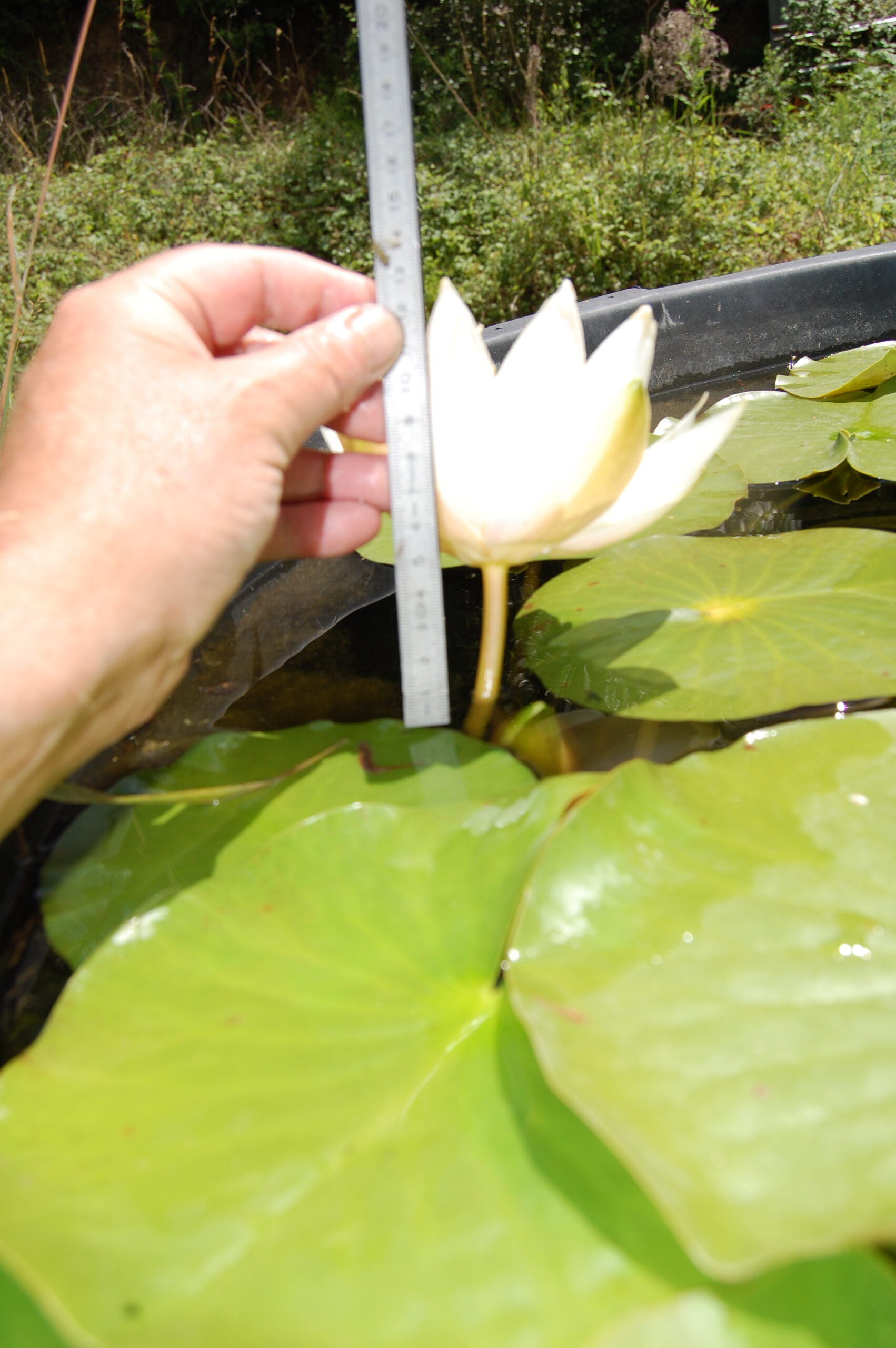 acheter nymphaea North Star for sale buy on line (12)