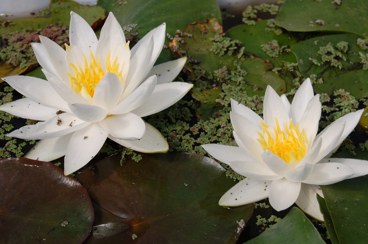 acheter nymphaea North Star for sale buy on line (26)