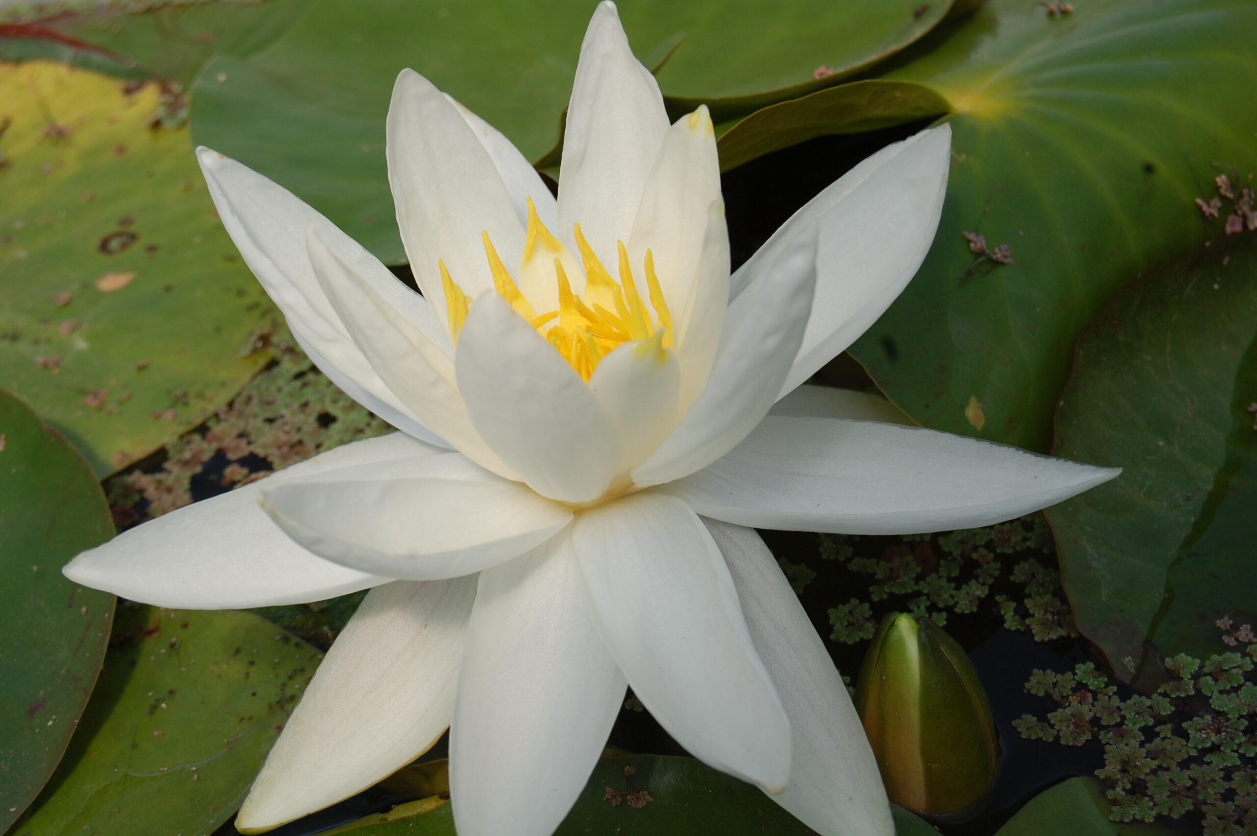 acheter nymphaea North Star for sale buy on line (54)