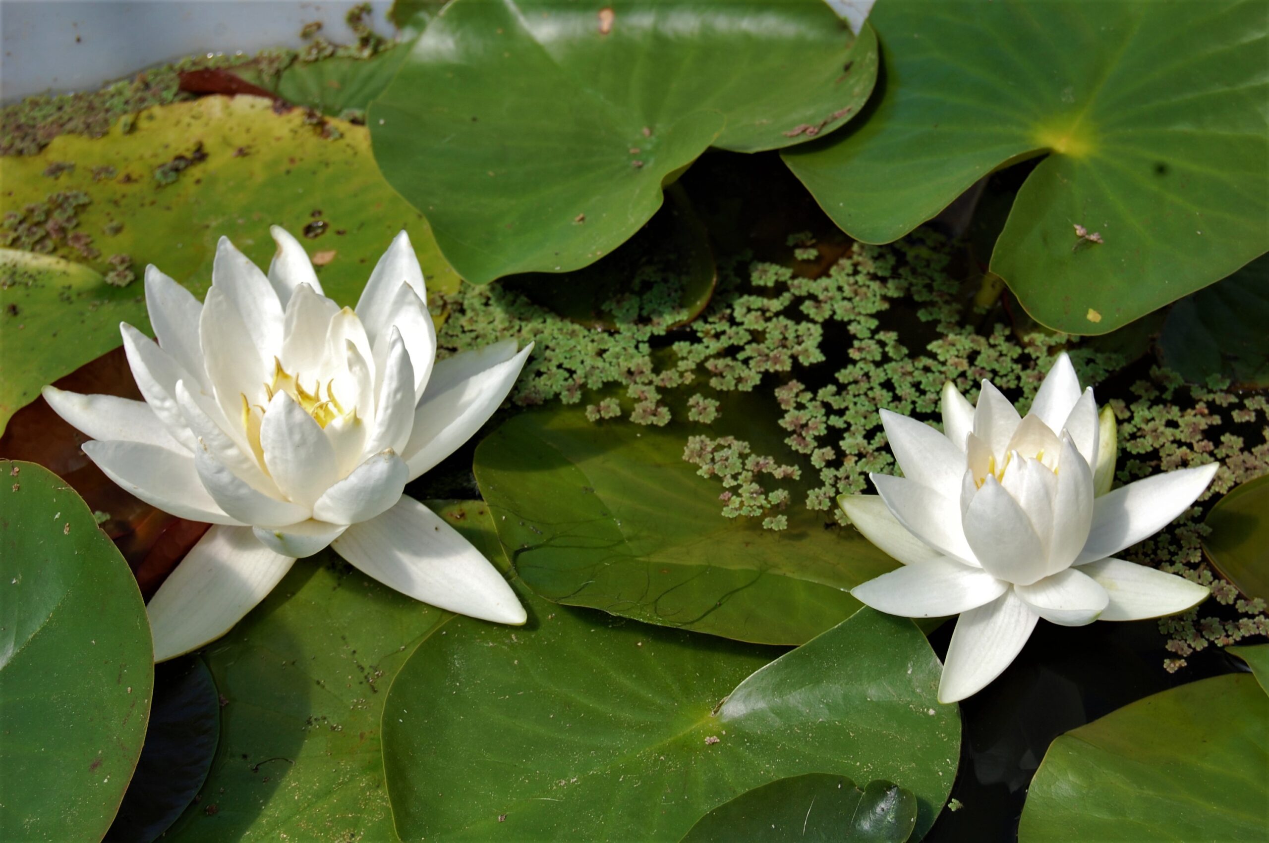 acheter nymphaea North Star for sale buy on line (56)