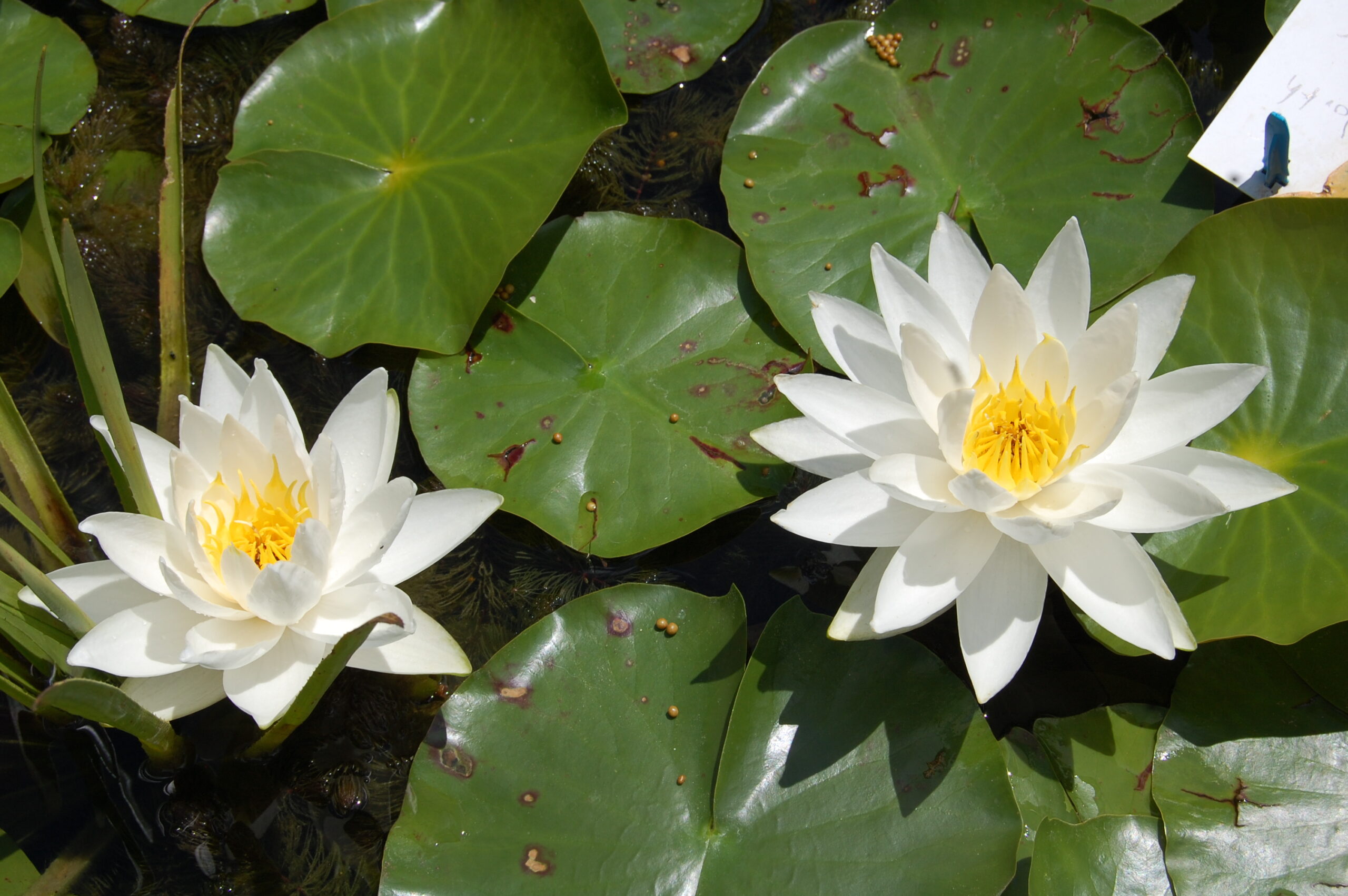 acheter nymphaea North Star for sale buy on line (6)