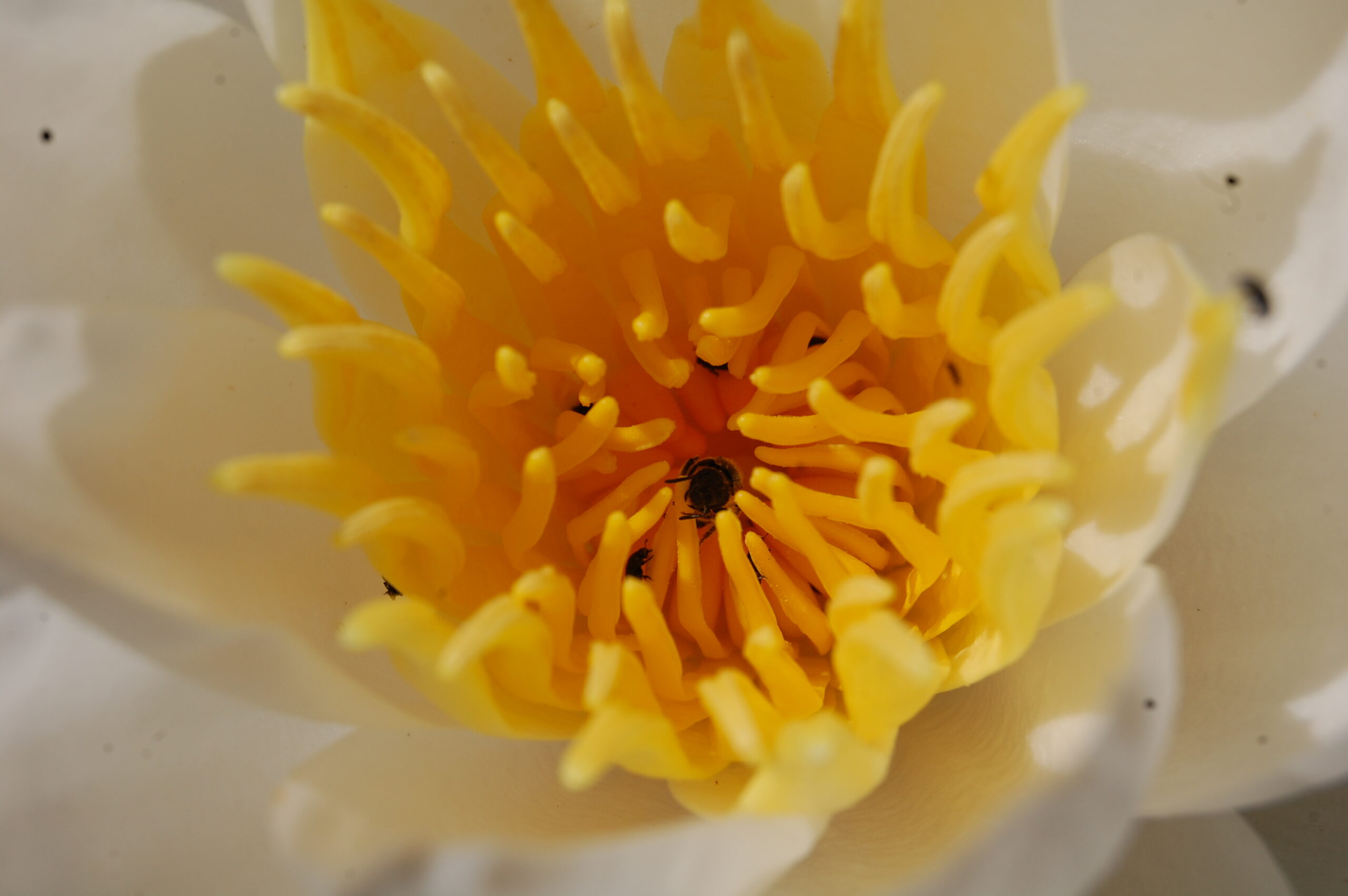 acheter nymphaea North Star for sale buy on line (61)