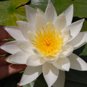 acheter nymphaea North Star for sale buy on line (66)