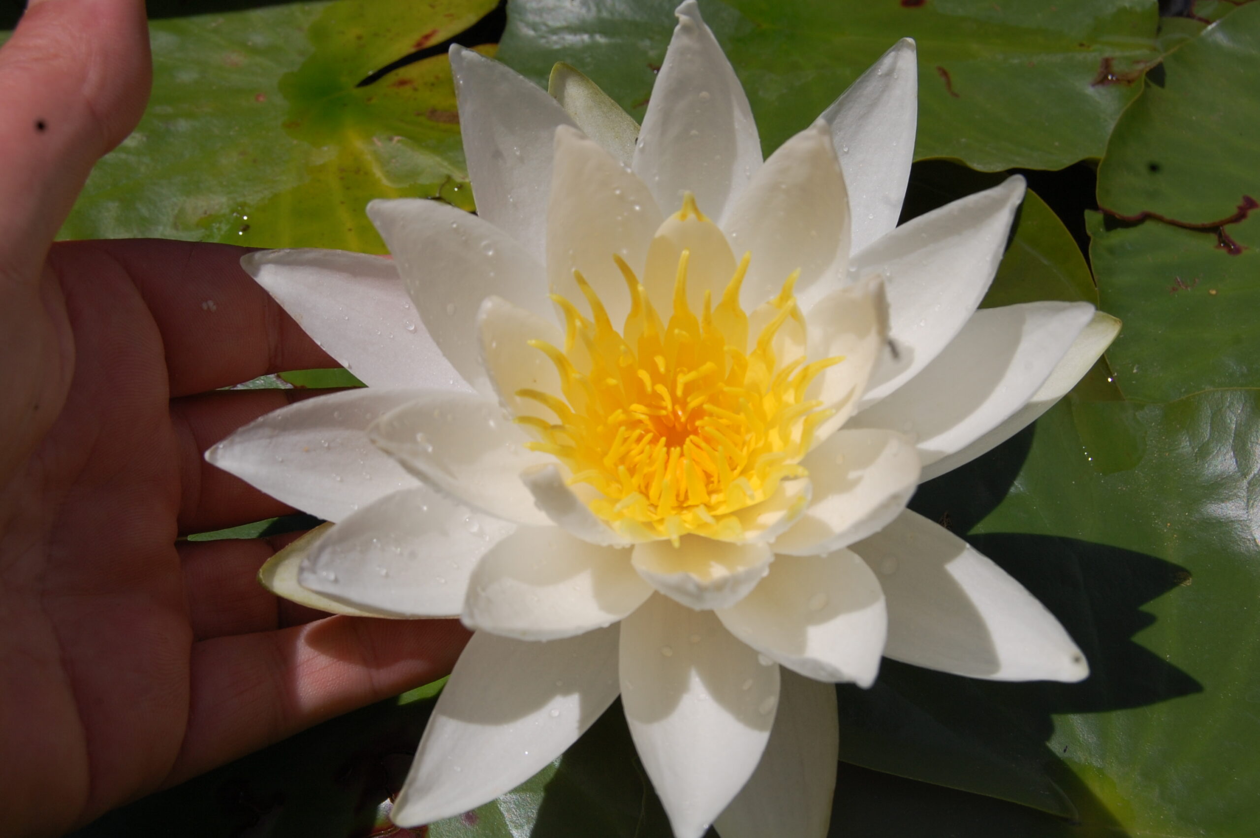 acheter nymphaea North Star for sale buy on line (66)