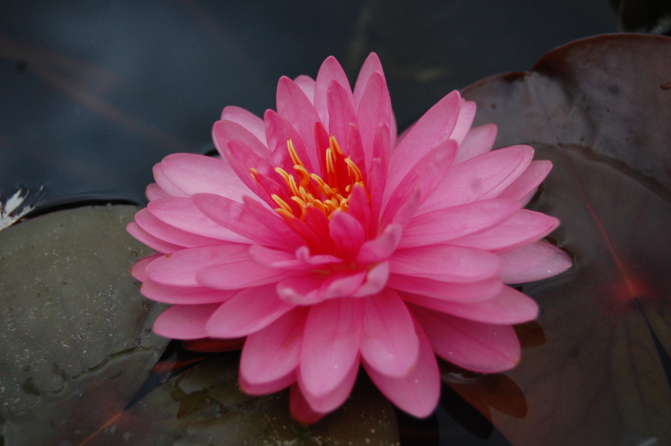 acheter nymphaea Nualaor for sale buy on line (1)
