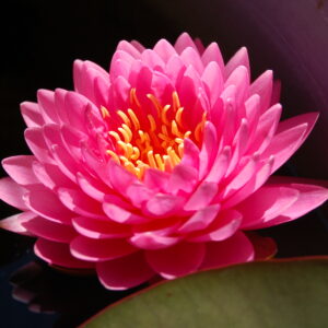 acheter nymphaea Nualaor for sale buy on line (11)