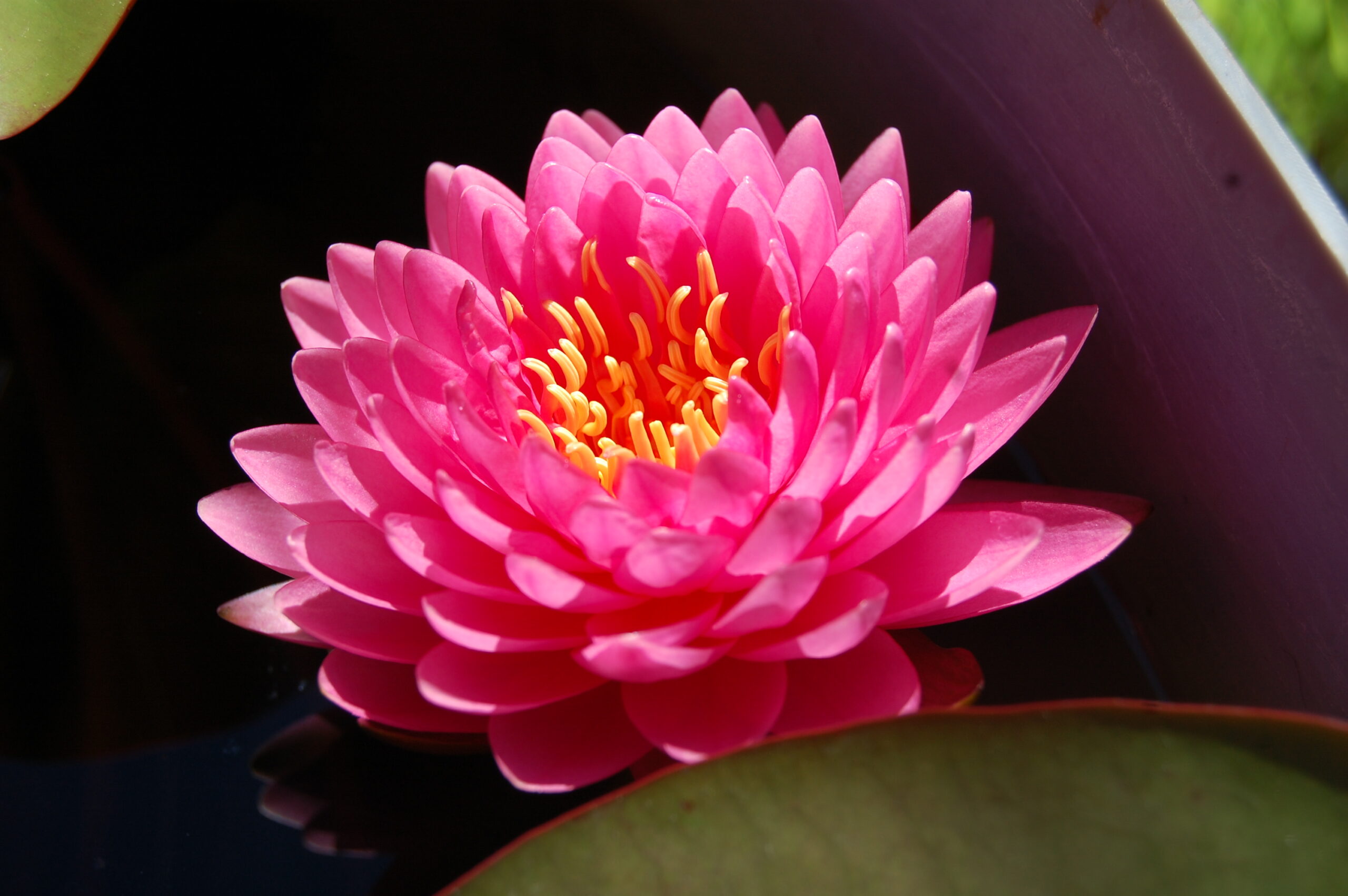 acheter nymphaea Nualaor for sale buy on line (11)