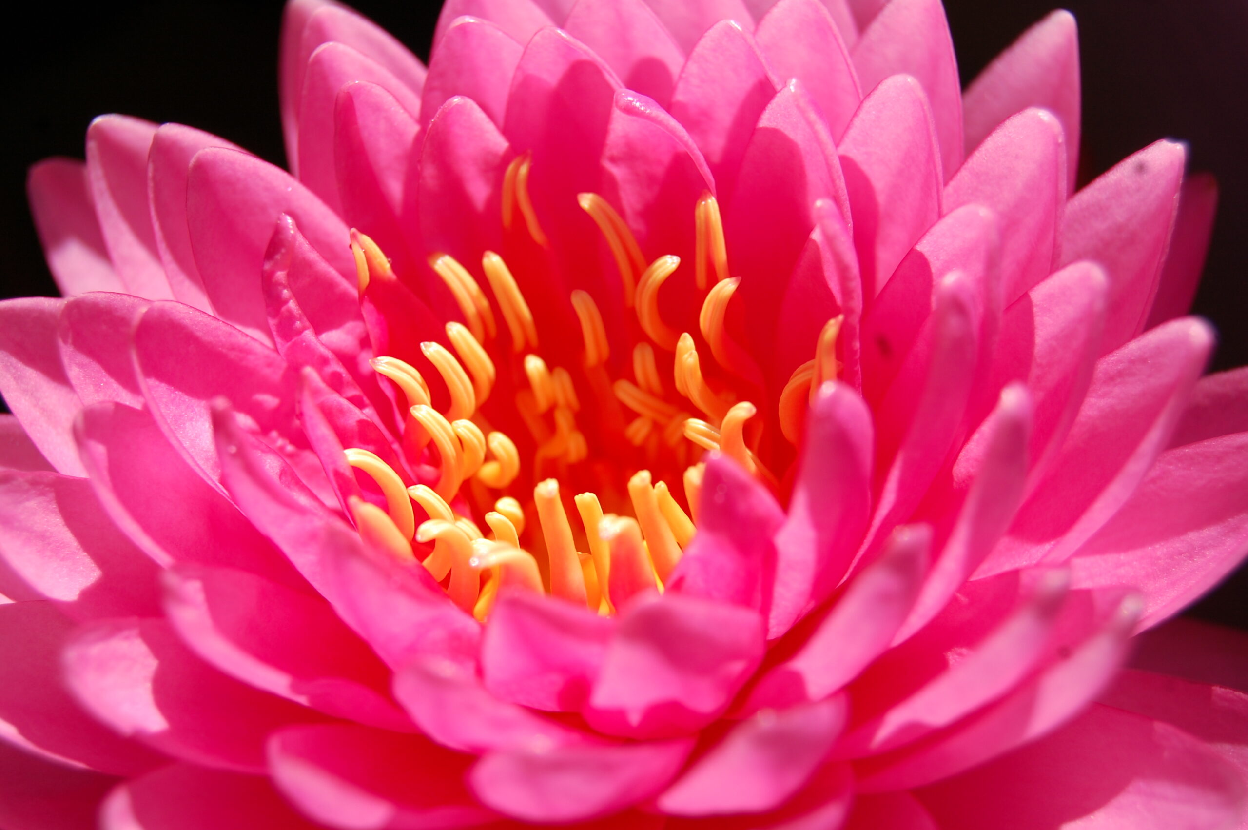 acheter nymphaea Nualaor for sale buy on line (12)
