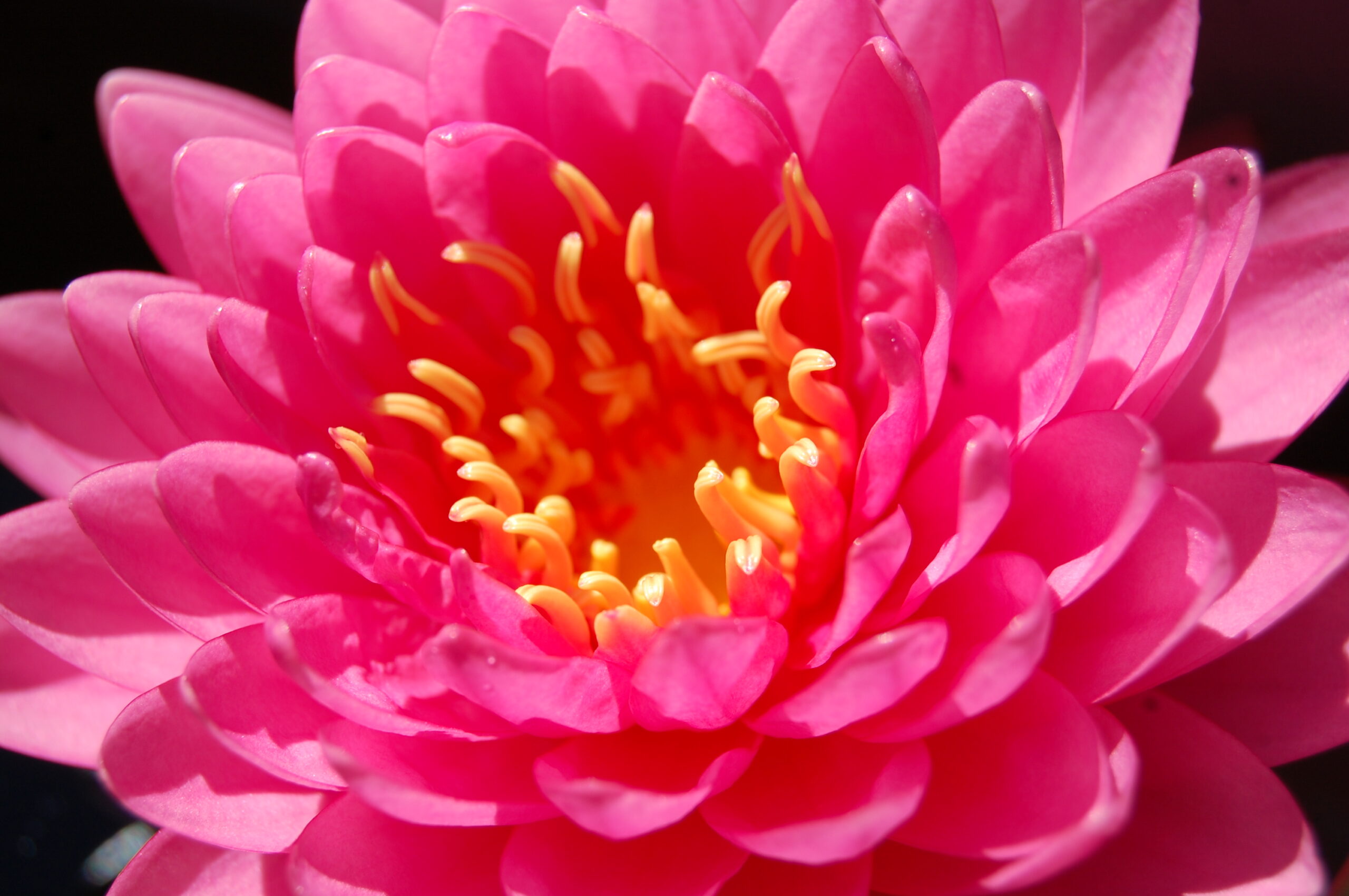 acheter nymphaea Nualaor for sale buy on line (13)