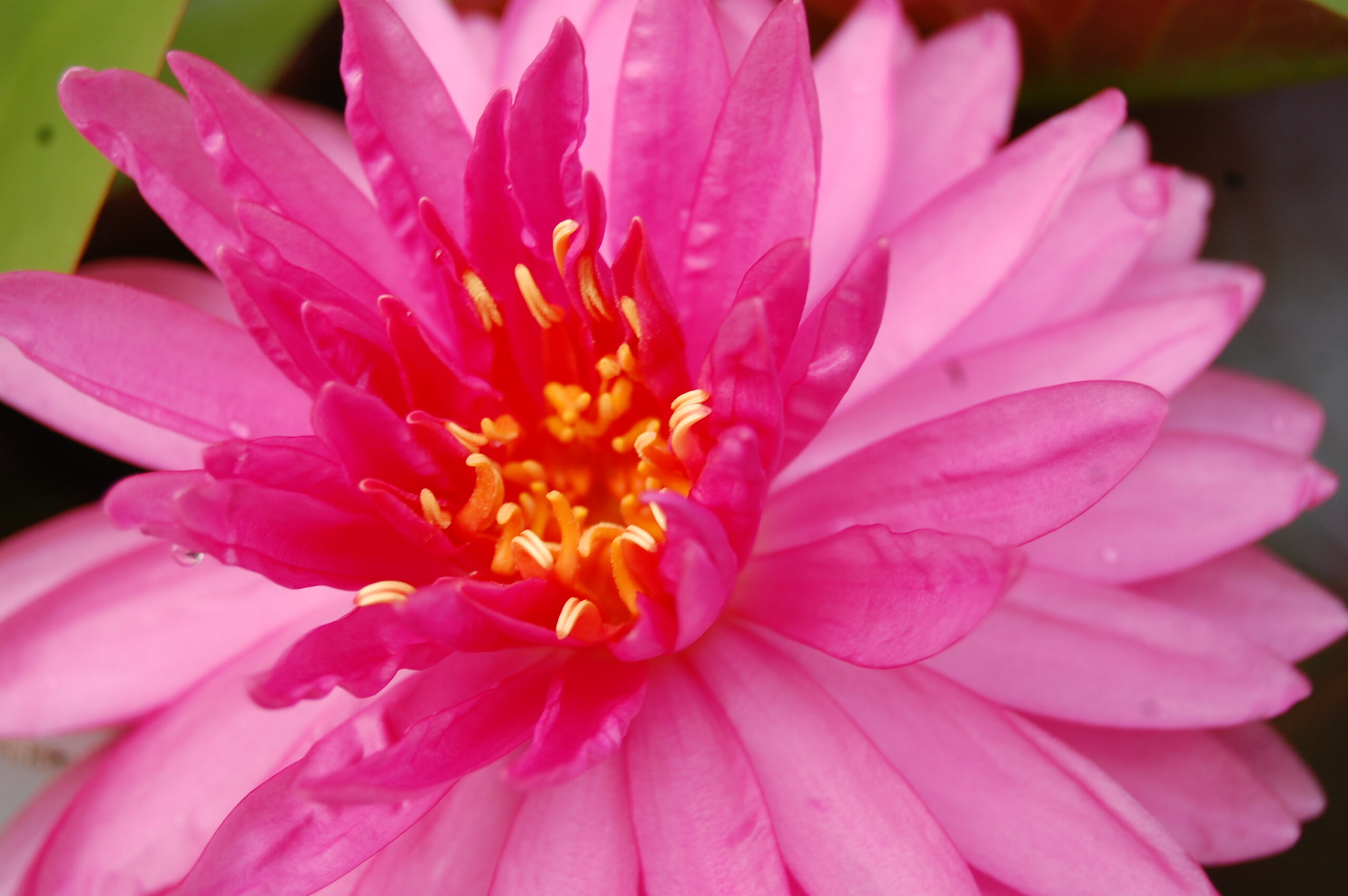 acheter nymphaea Nualaor for sale buy on line (2)