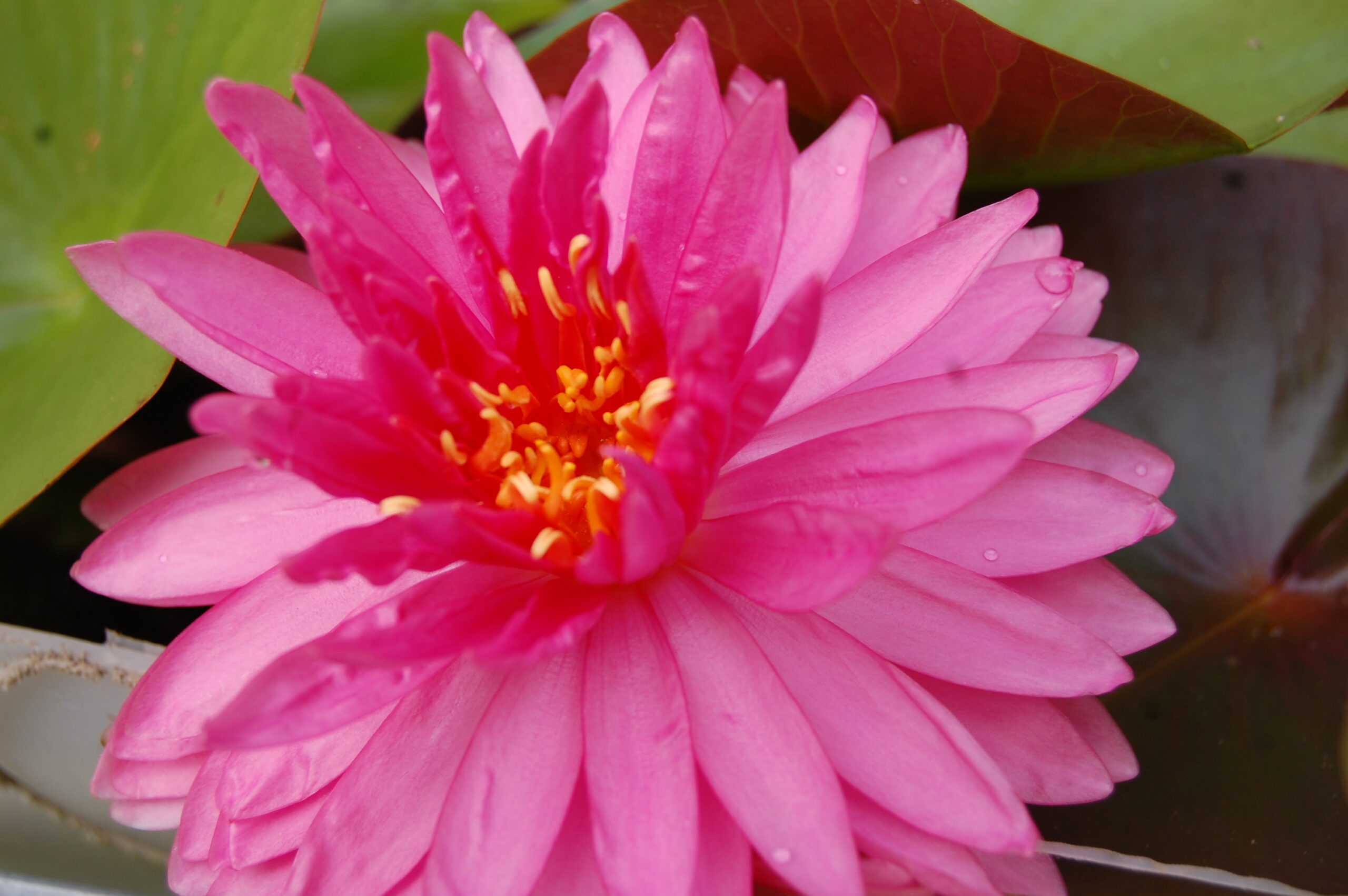 acheter nymphaea Nualaor for sale buy on line (3)