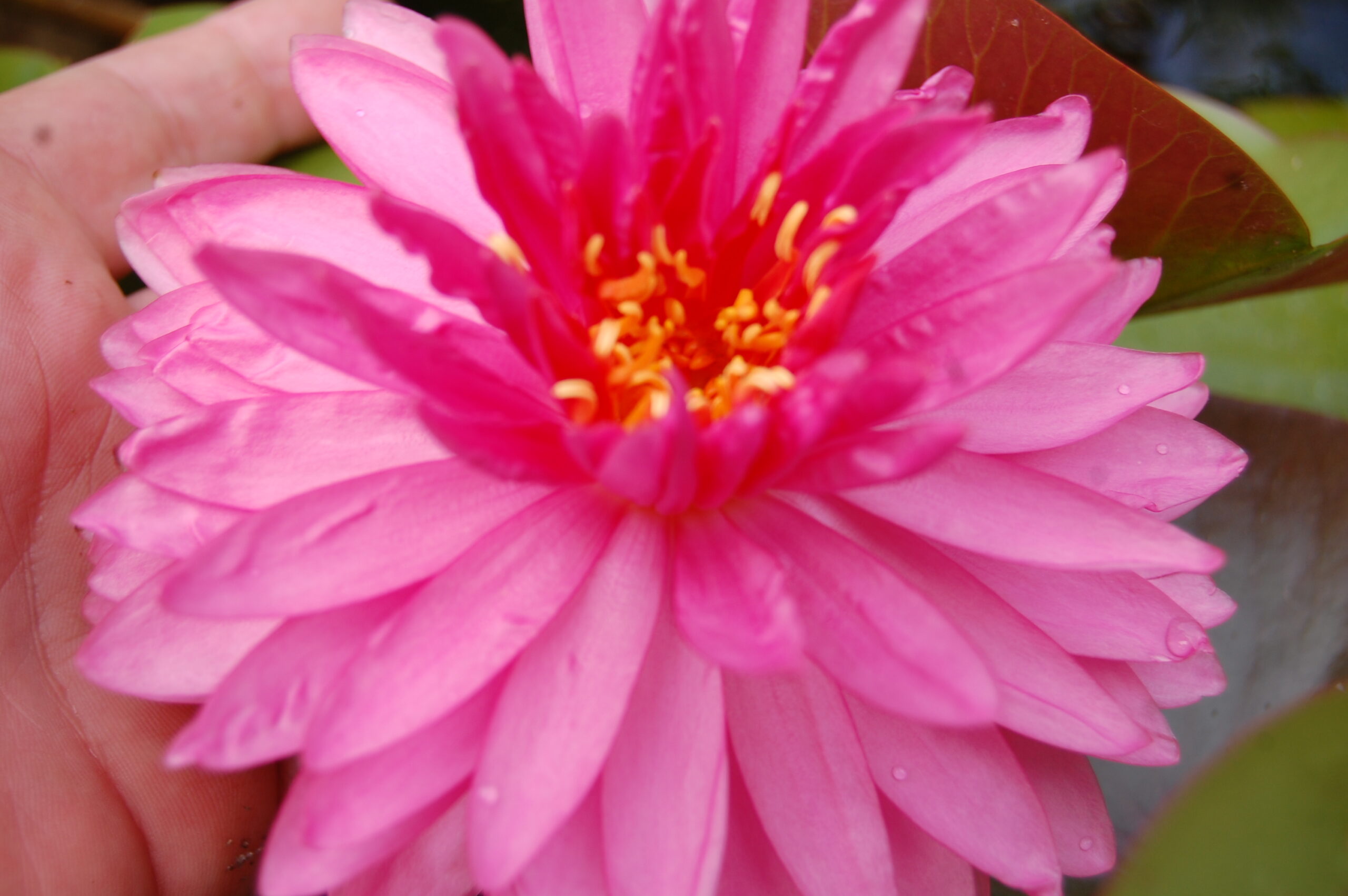 acheter nymphaea Nualaor for sale buy on line (4)
