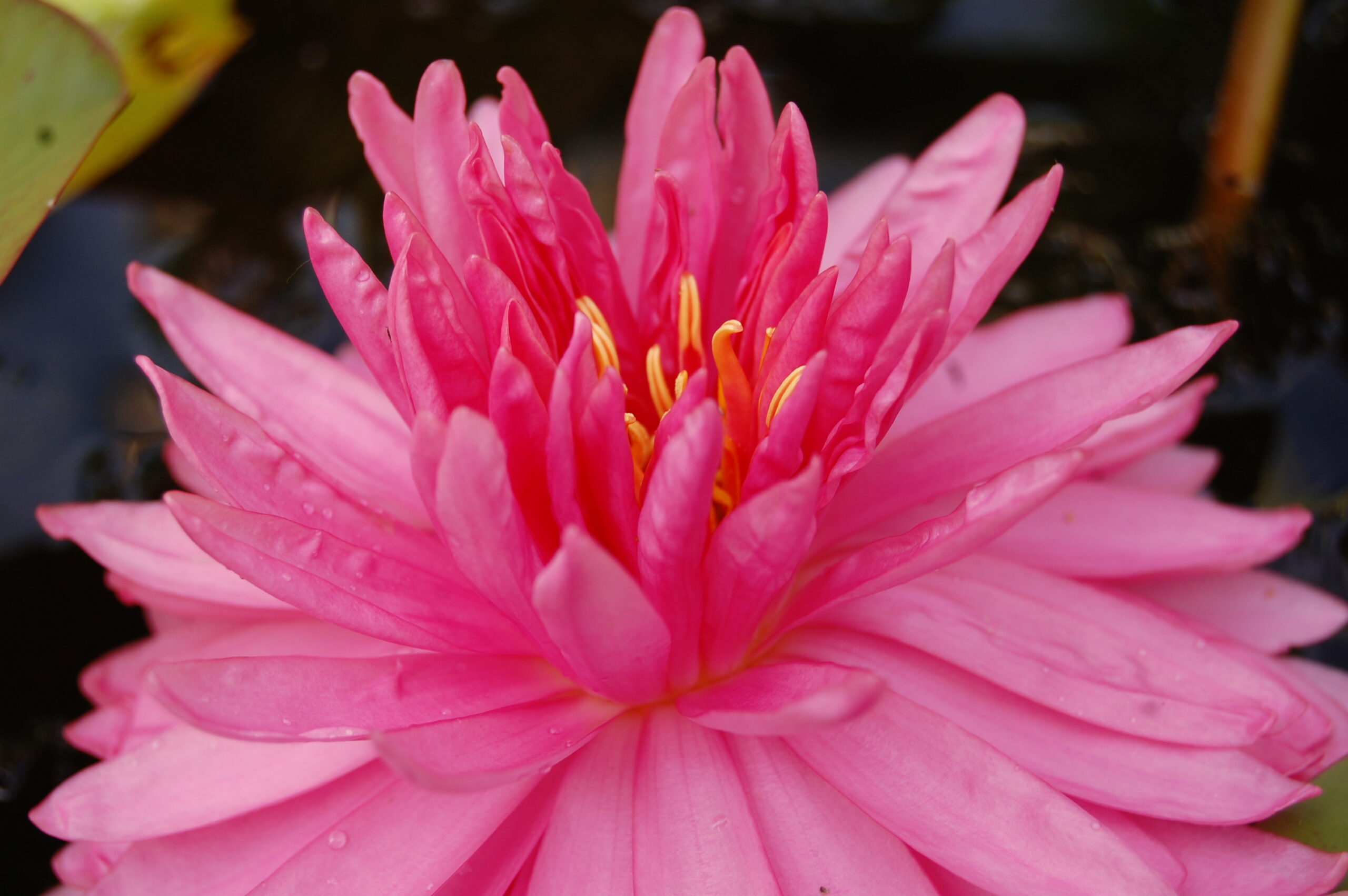 acheter nymphaea Nualaor for sale buy on line (7)
