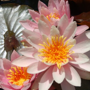 acheter nymphaea Odile for sale buy on line (18)