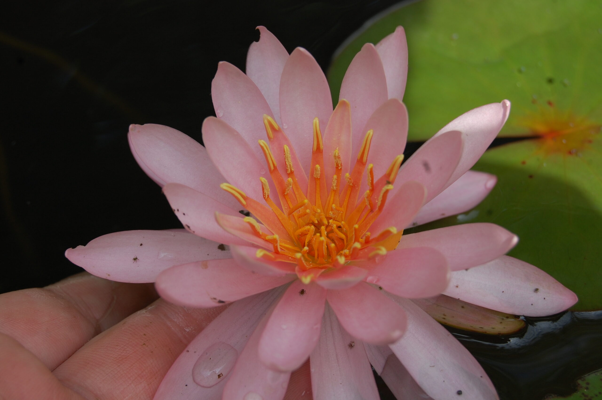 acheter nymphaea Odorata Juliena for sale buy on line (11)