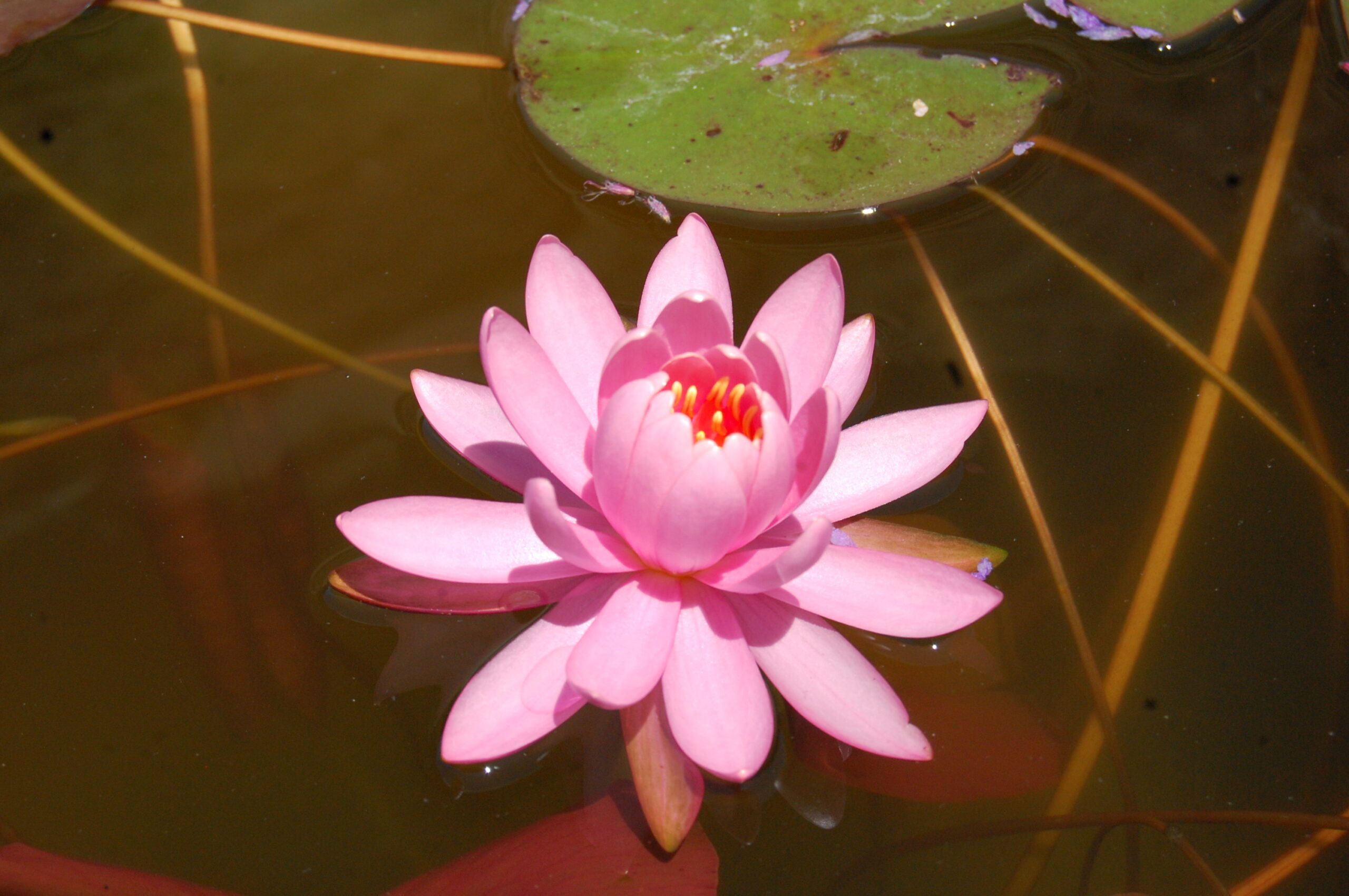 acheter nymphaea Odorata Juliena for sale buy on line (12)