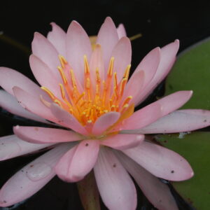 acheter nymphaea Odorata Juliena for sale buy on line (2)
