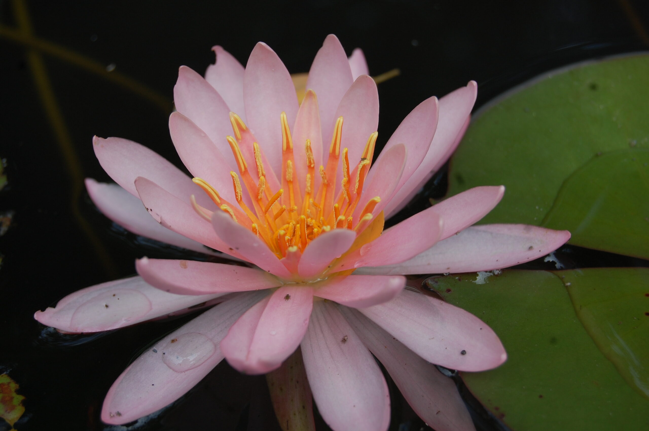 acheter nymphaea Odorata Juliena for sale buy on line (2)