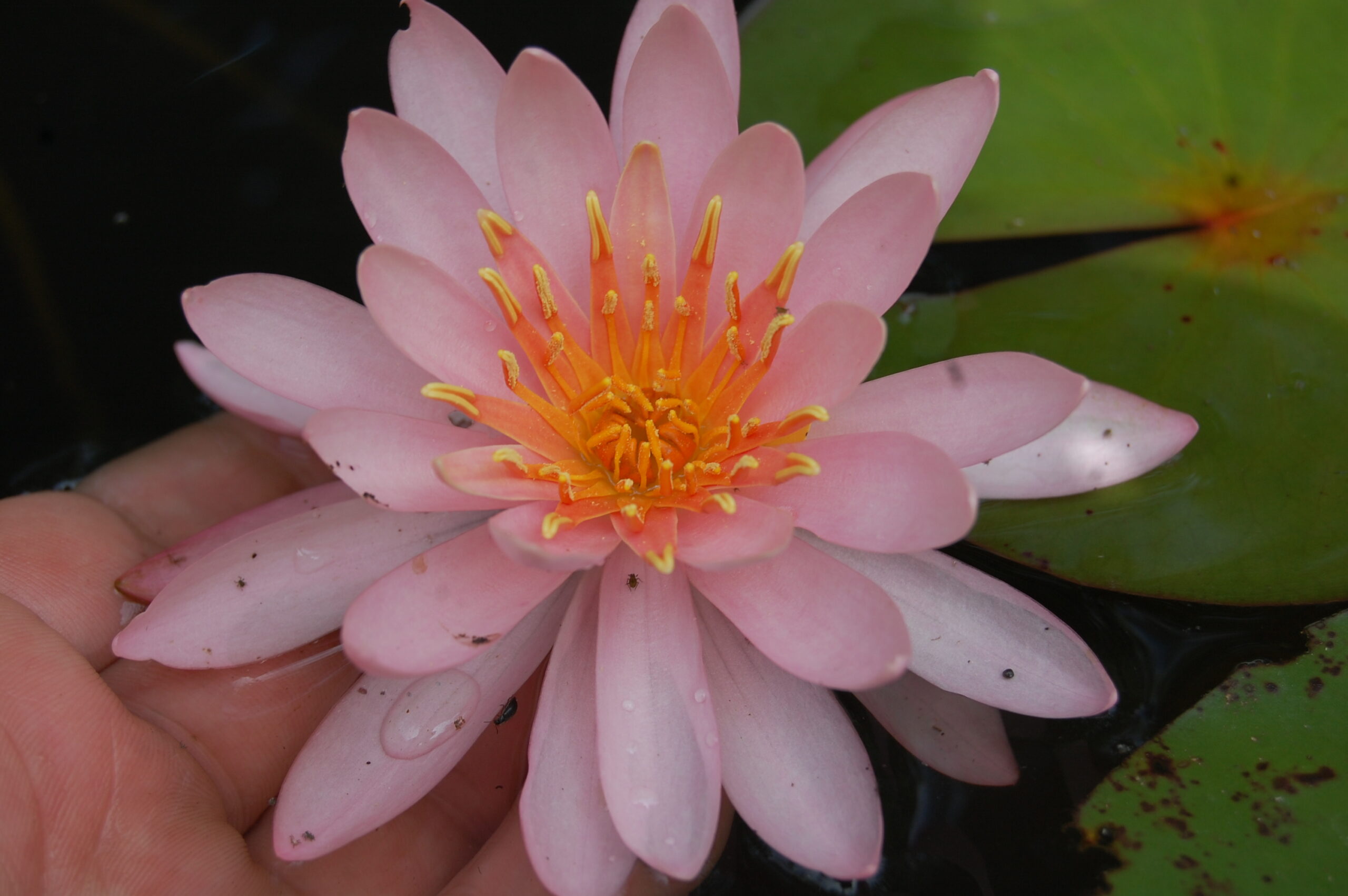 acheter nymphaea Odorata Juliena for sale buy on line (3)
