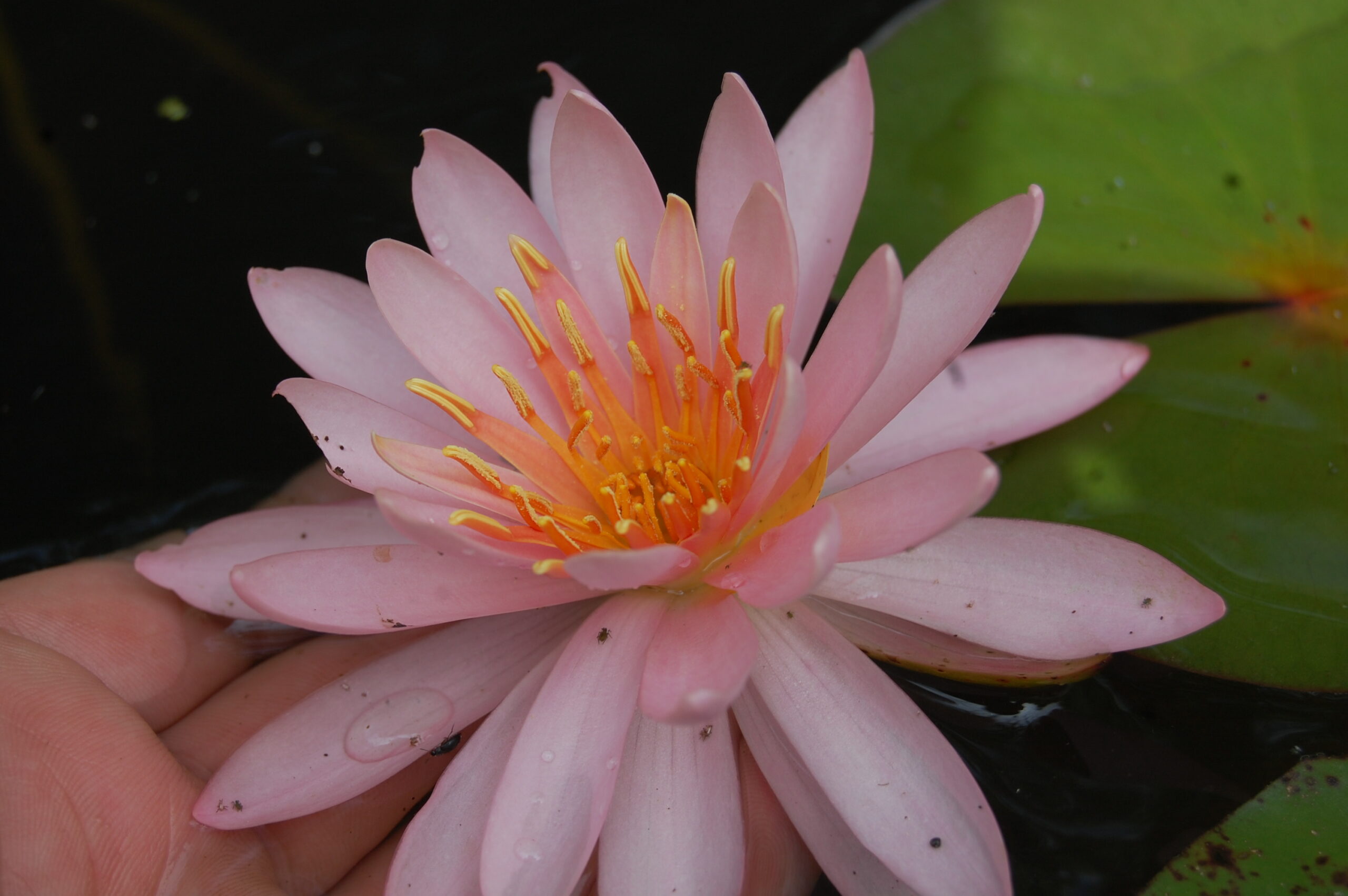 acheter nymphaea Odorata Juliena for sale buy on line (4)