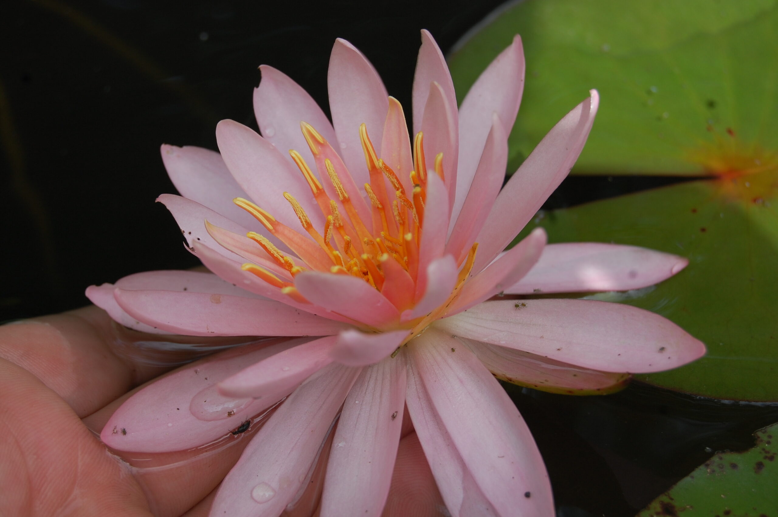 acheter nymphaea Odorata Juliena for sale buy on line (5)
