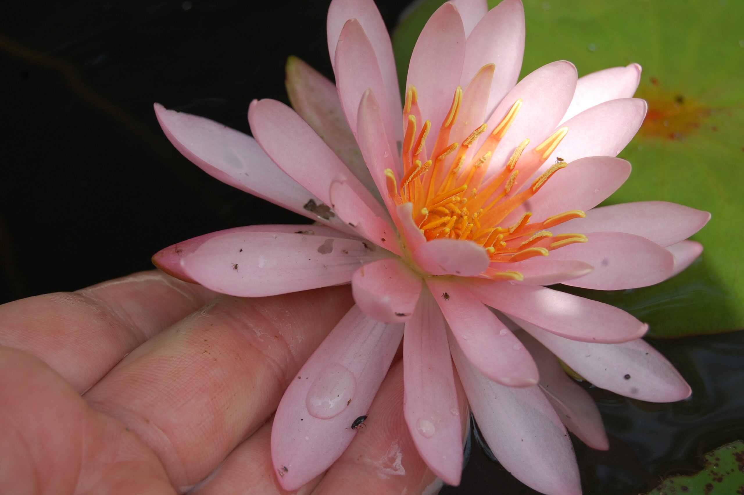 acheter nymphaea Odorata Juliena for sale buy on line (8)