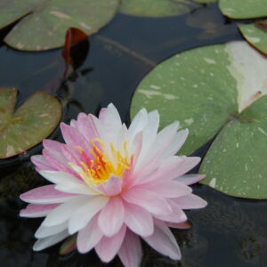 acheter nymphaea Painted Lady for sale buy on line (1)