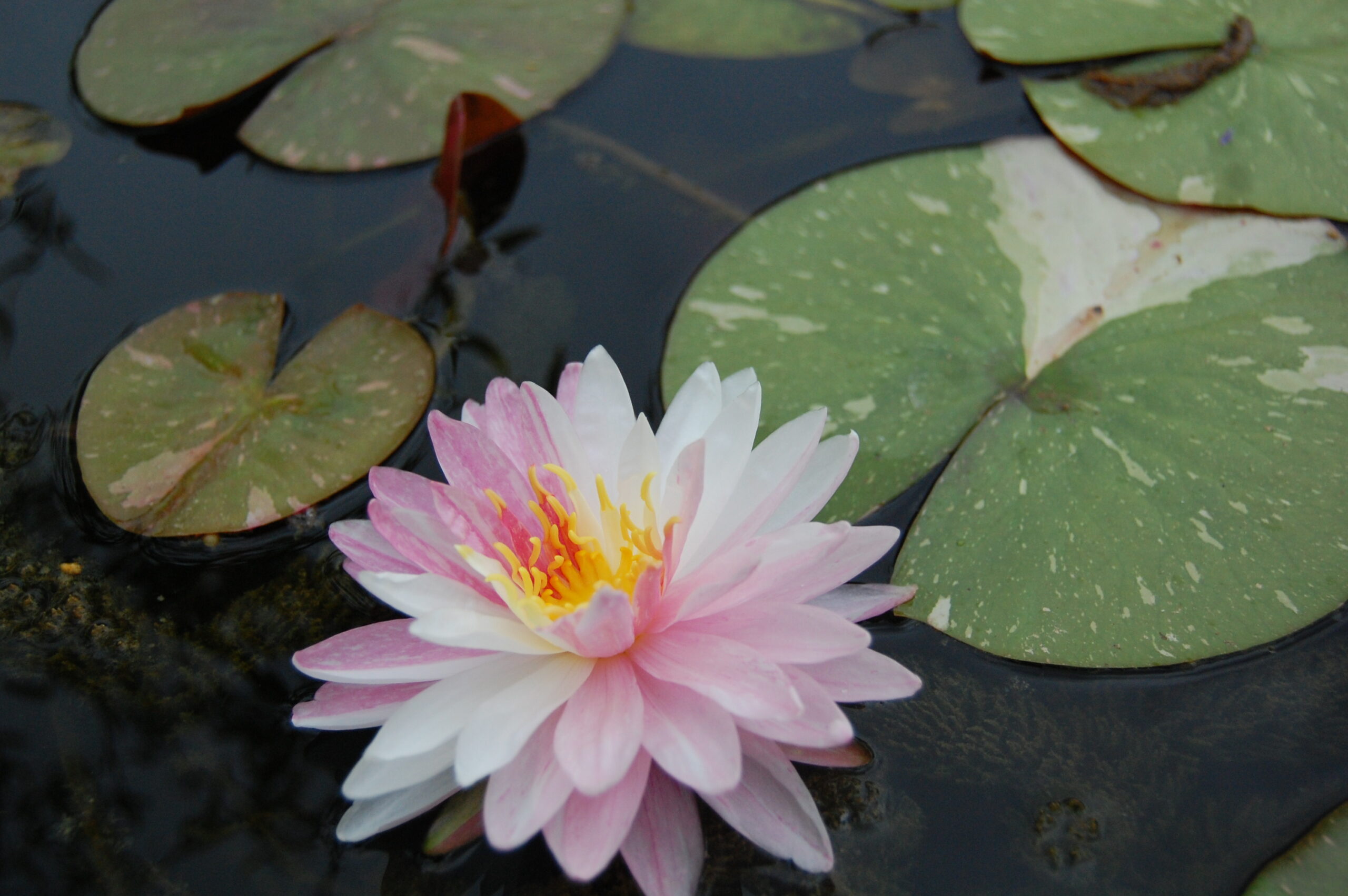 acheter nymphaea Painted Lady for sale buy on line (1)