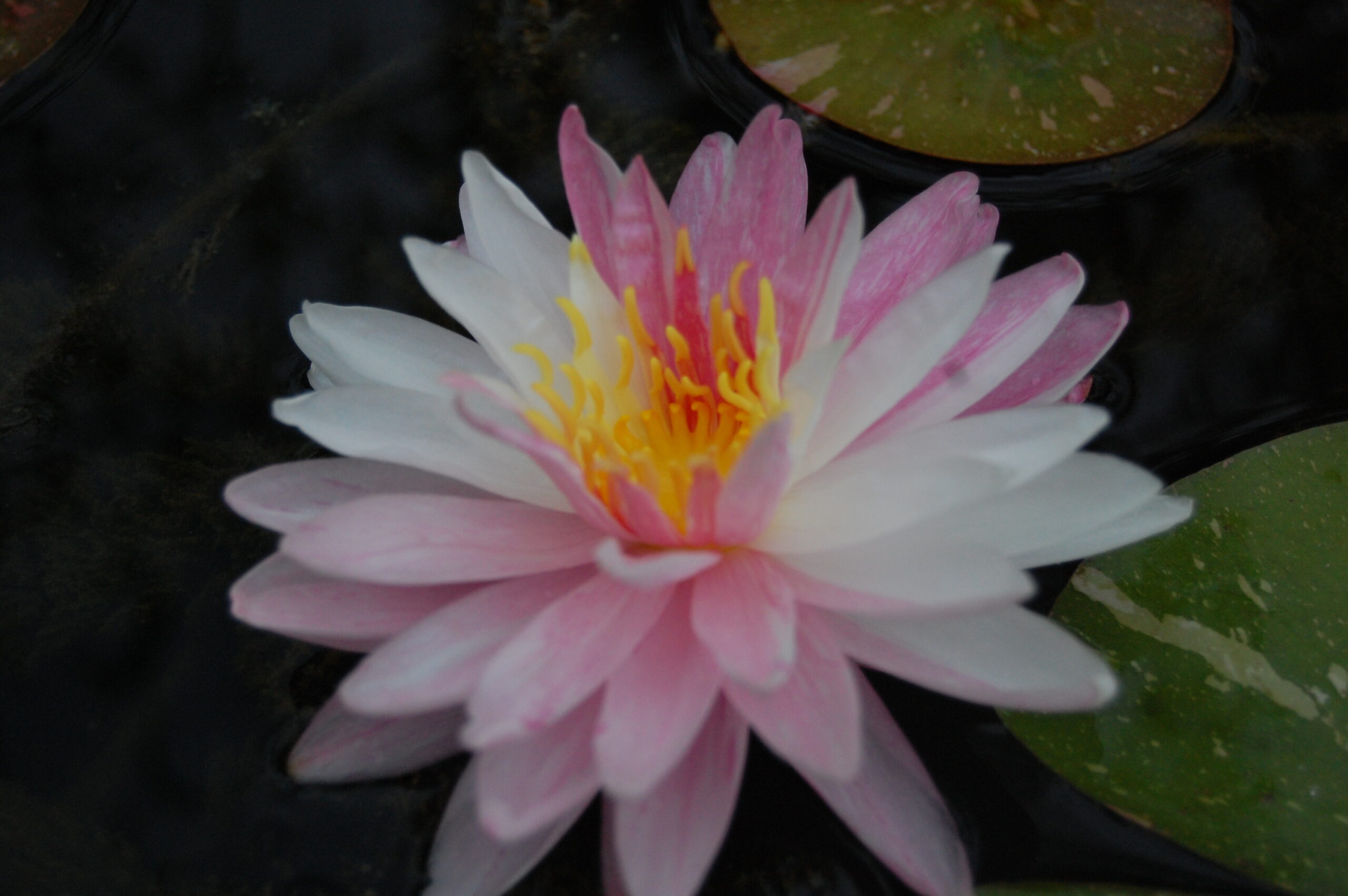 acheter nymphaea Painted Lady for sale buy on line (15)