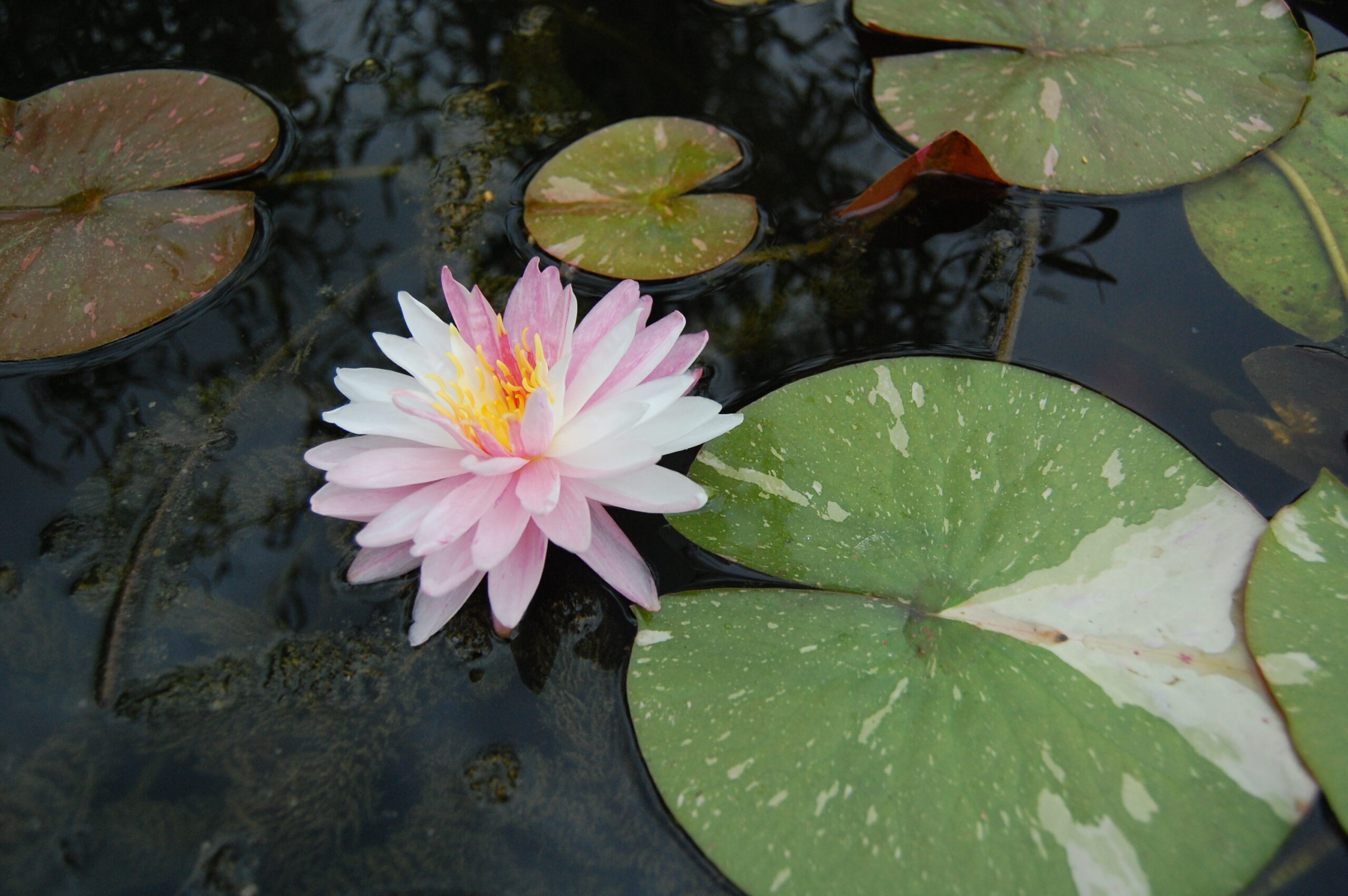 acheter nymphaea Painted Lady for sale buy on line (16)