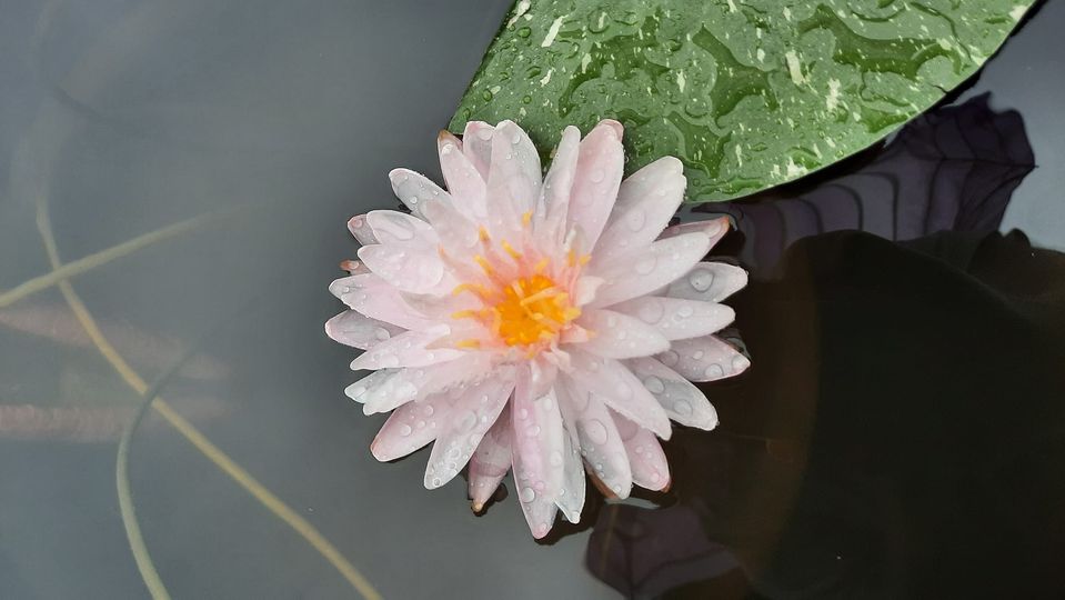 acheter nymphaea Painted Lady for sale buy on line (2)