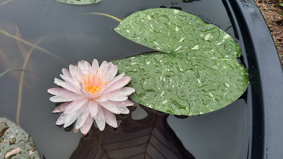 acheter nymphaea Painted Lady for sale buy on line (3)
