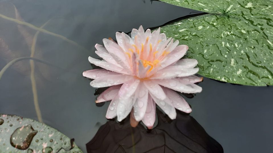 acheter nymphaea Painted Lady for sale buy on line (4)