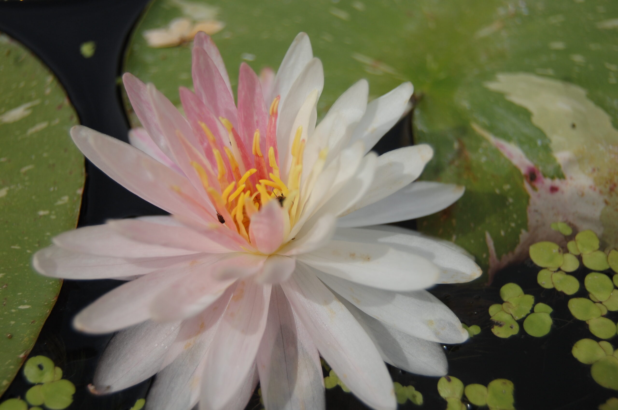 acheter nymphaea Painted Lady for sale buy on line (5)