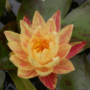 acheter nymphaea Paranee for sale buy on line (54)