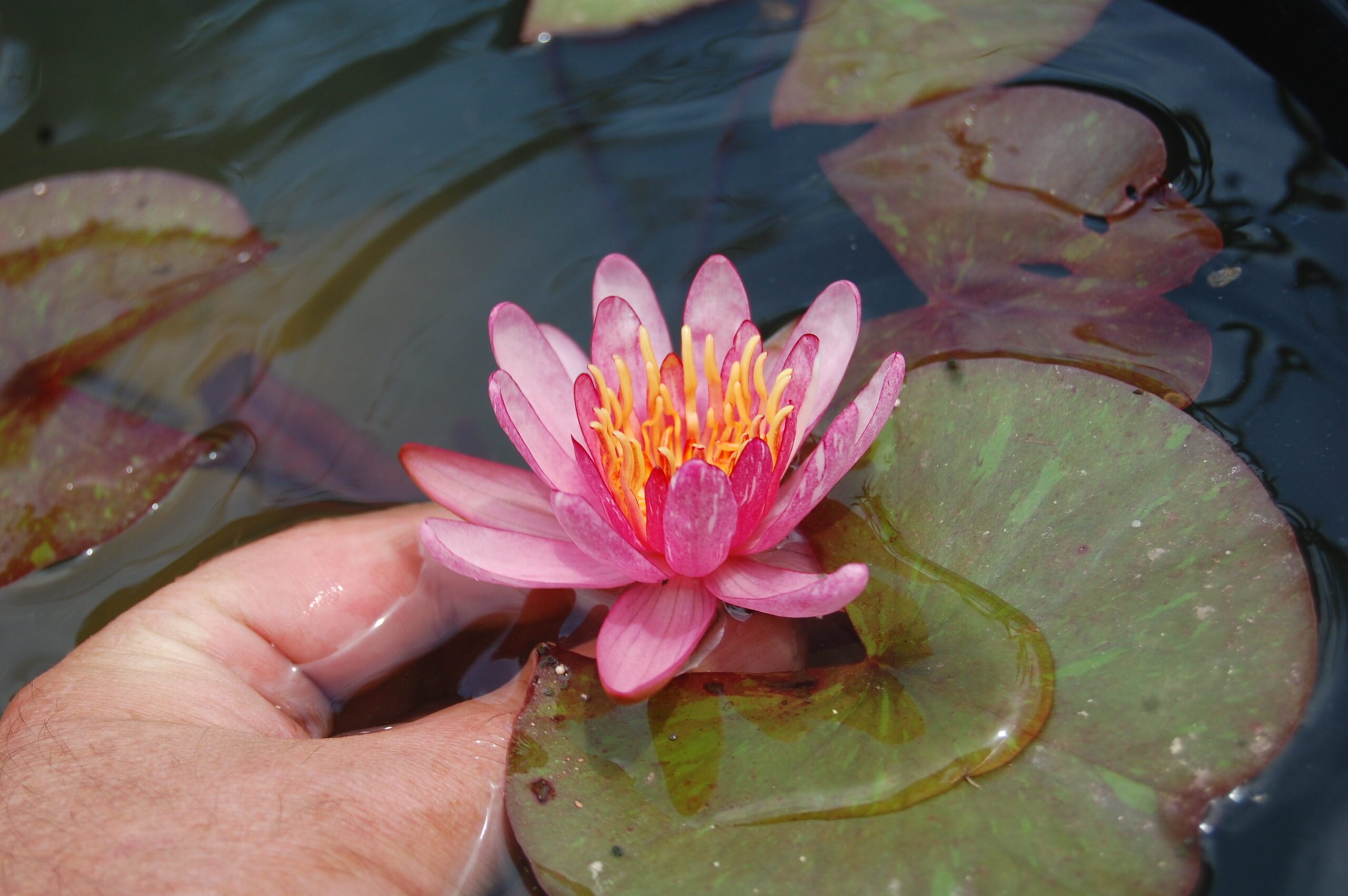 acheter nymphaea Pattern Ruby for sale buy on line (14)