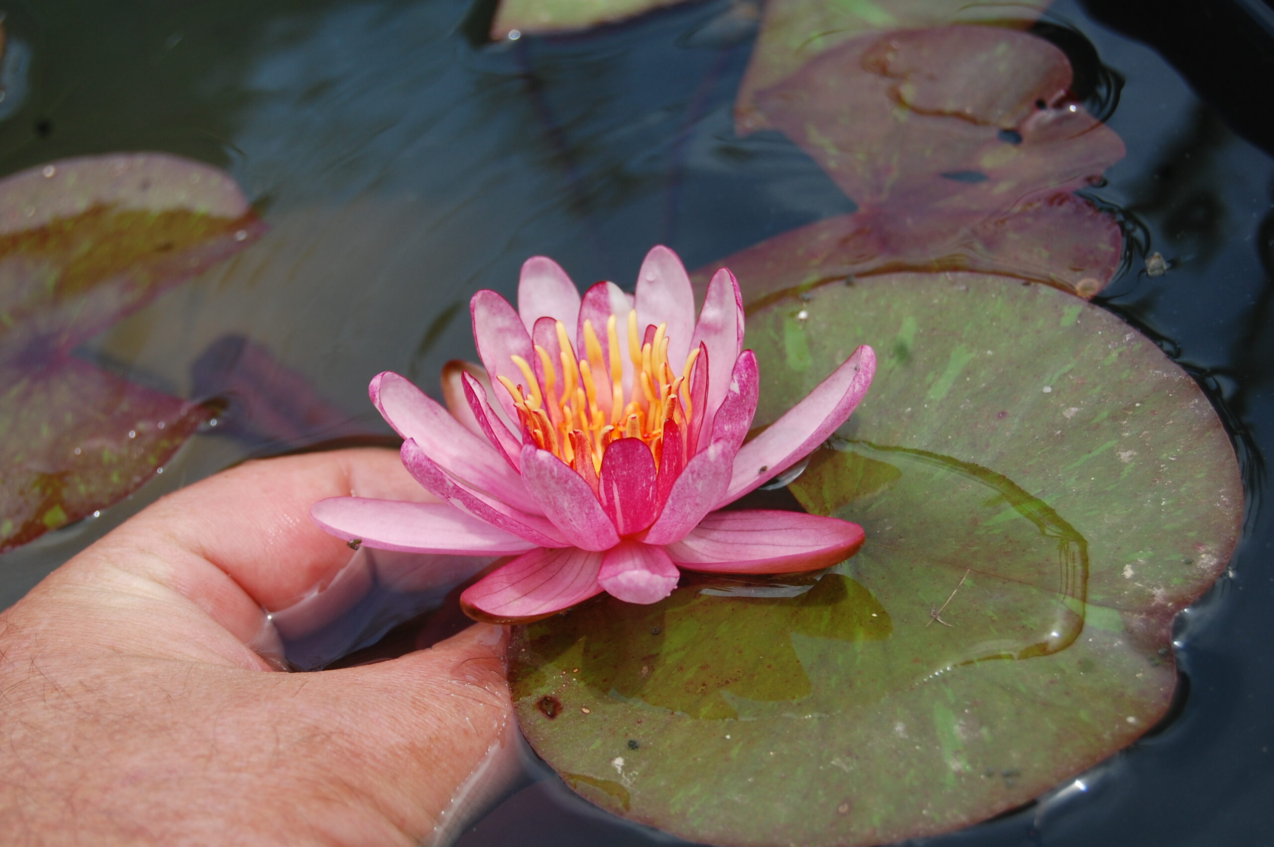 acheter nymphaea Pattern Ruby for sale buy on line (16)